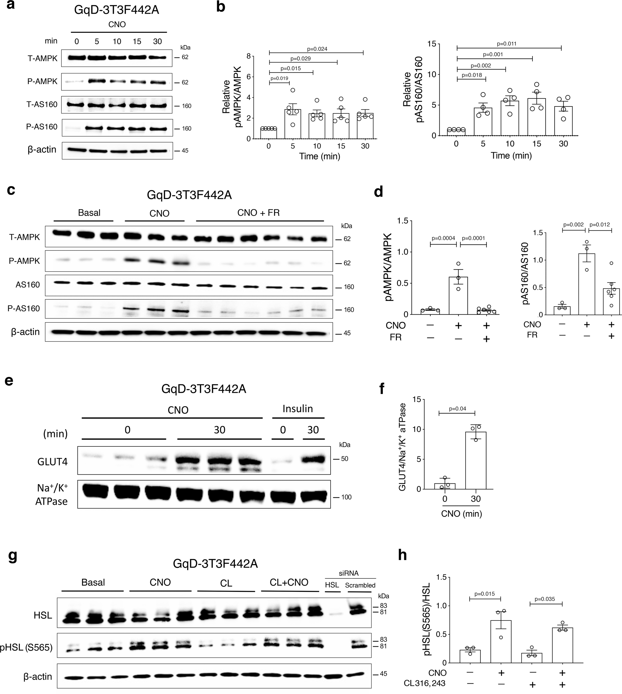 Fig. 3: Gq-meditated stimulation of AMPK phosphorylation, GLUT4 translocation, and phosphorylation of HSL (S565) in 3T3F442A mouse adipocytes.