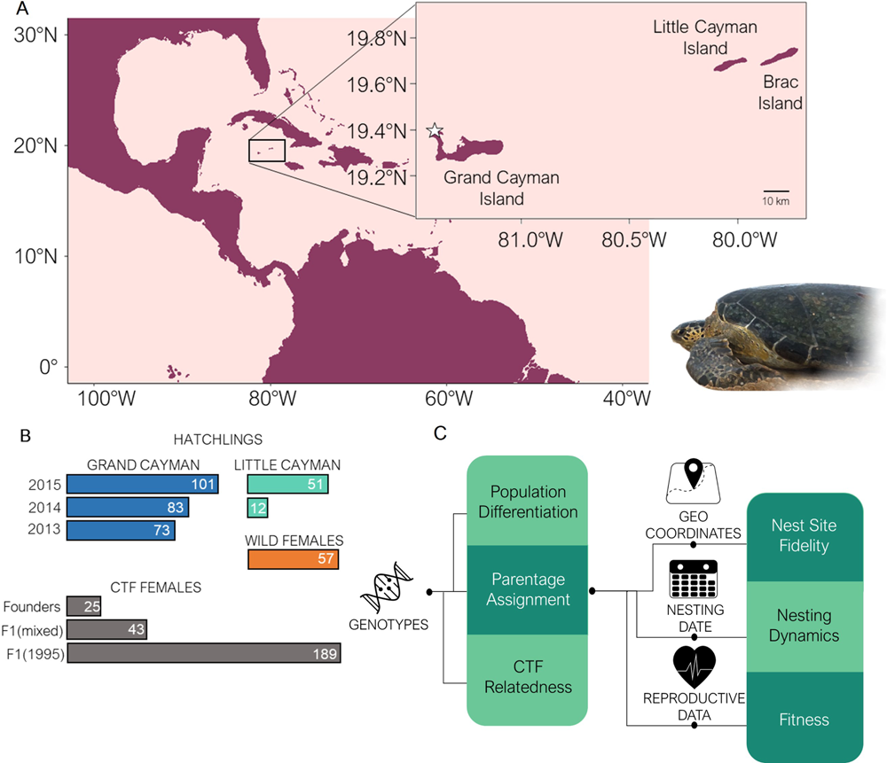 The architecture of assisted colonisation in sea turtles: building new  populations in a biodiversity crisis | Nature Communications