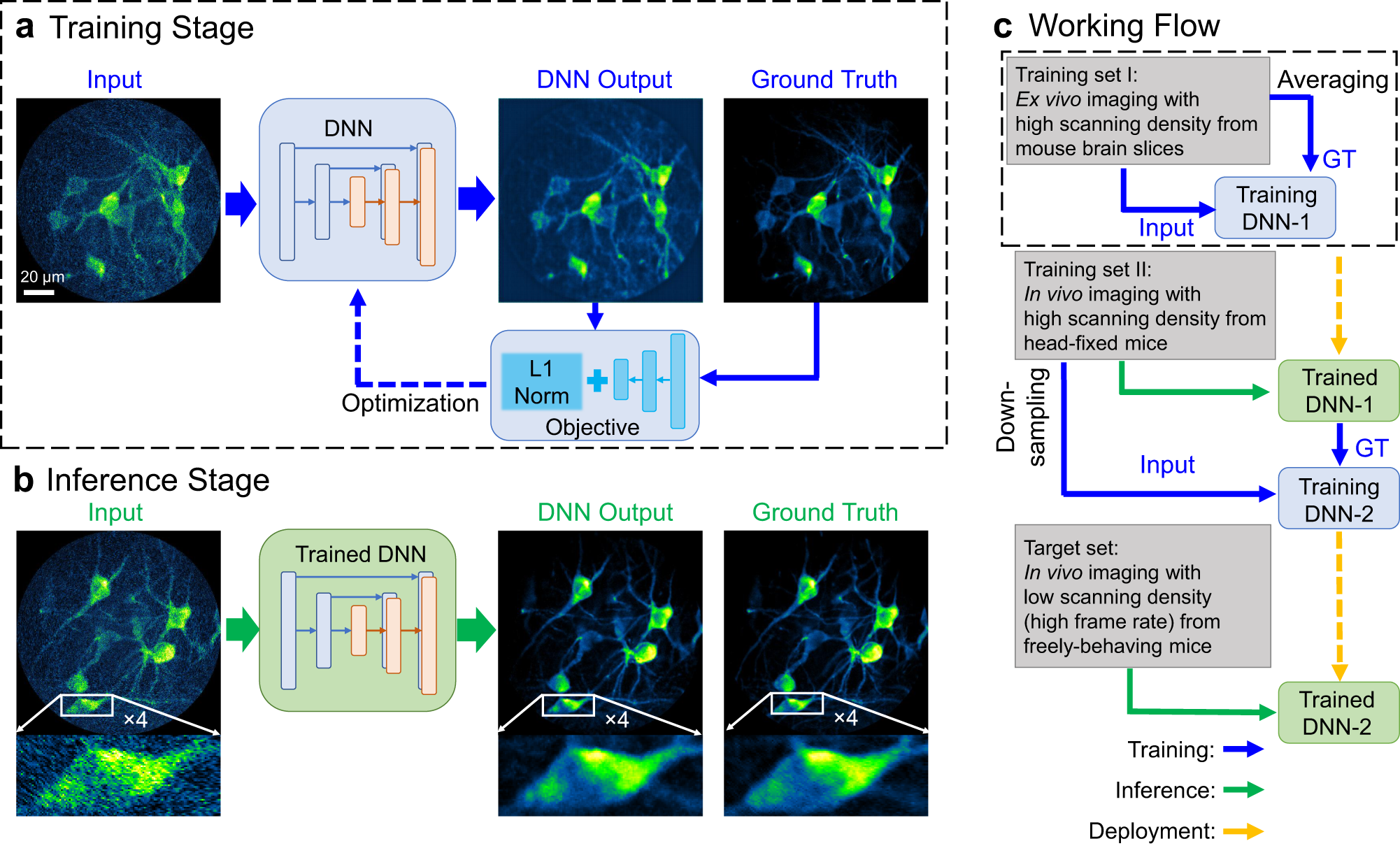 Deep-learning two-photon fiberscopy for video-rate brain imaging in  freely-behaving mice | Nature Communications