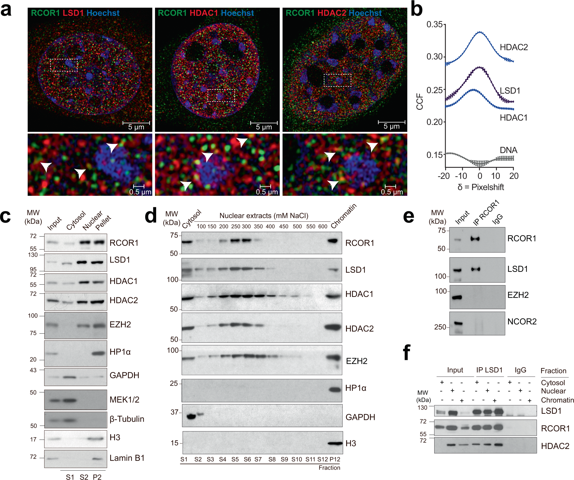 Unveiling RCOR1 as a rheostat at transcriptionally permissive chromatin |  Nature Communications