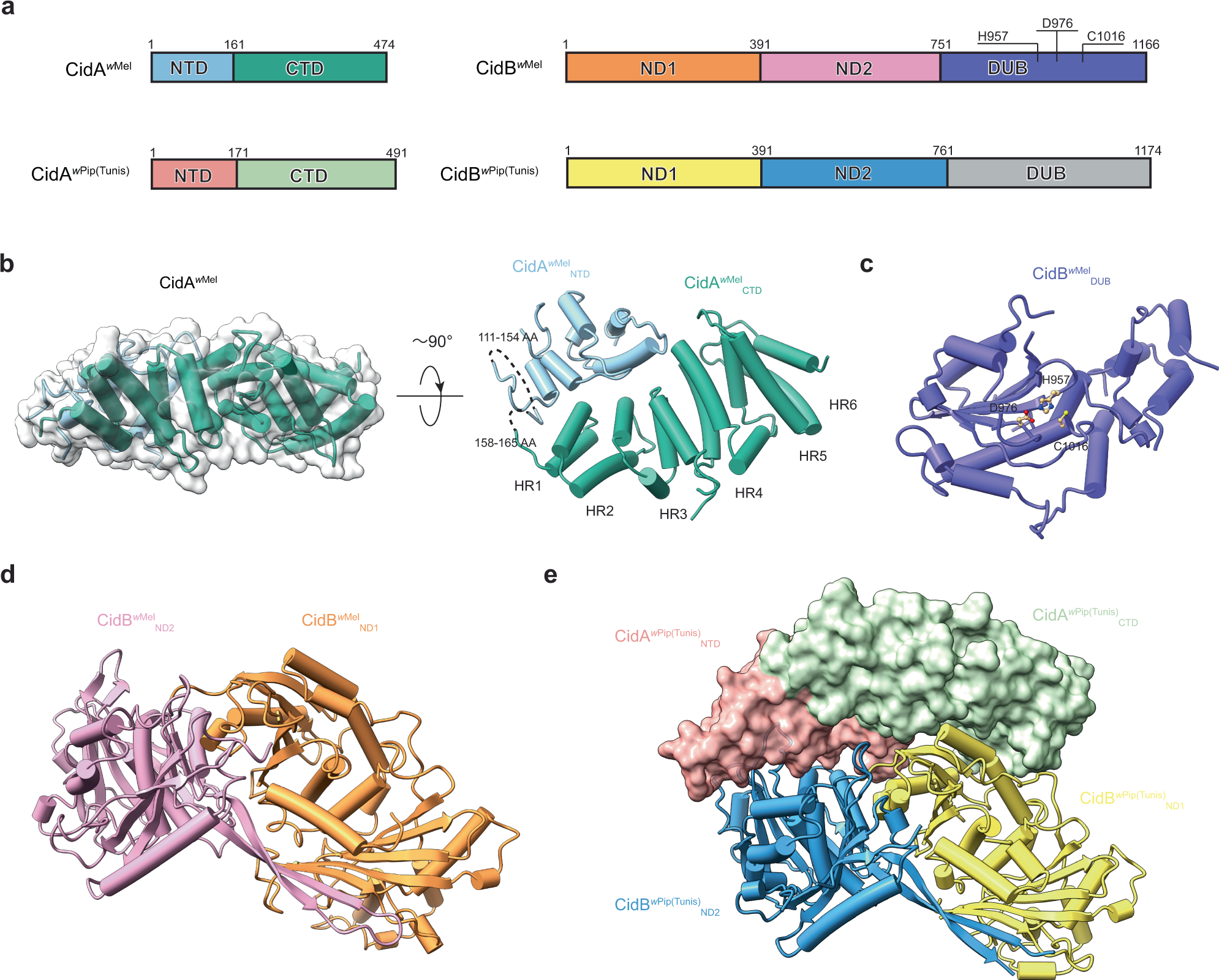 Fig. 1: Crystal structures of CidAwMel and CidBwMelDUB, and a model of CidBwMelND1-ND2 reveal the molecular basis for CI.