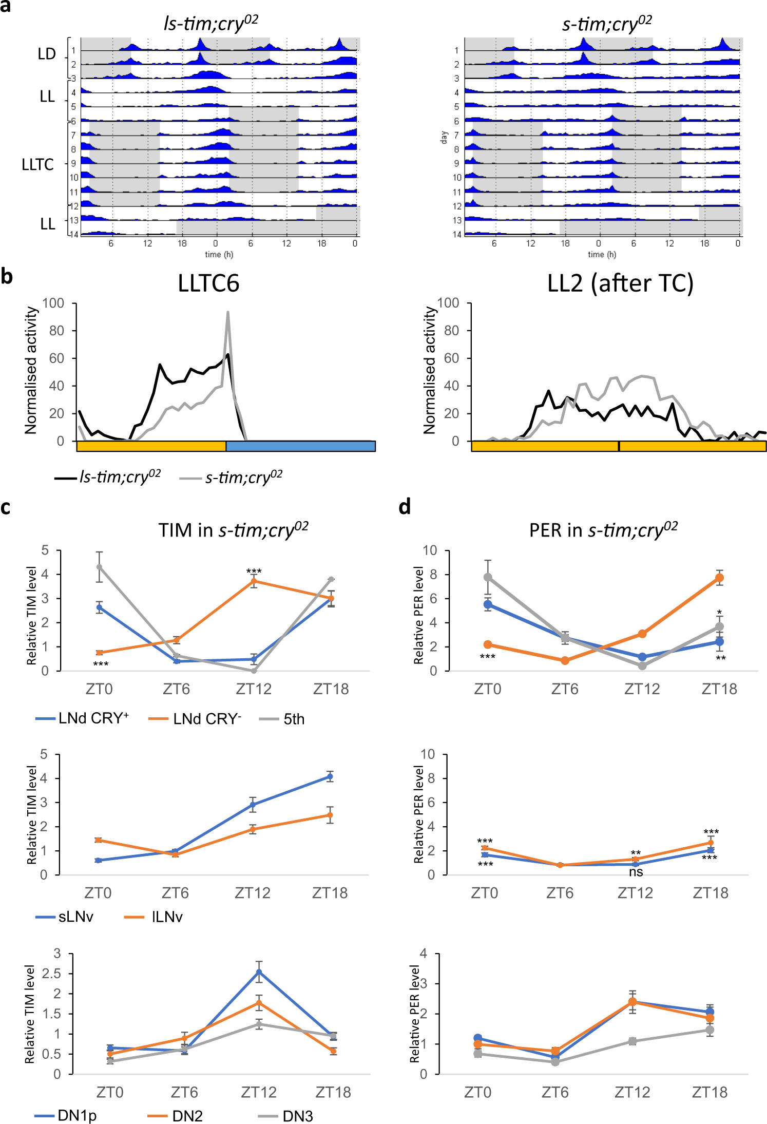 Fig. 3: Cryptochrome depletion partially restores behavioural and molecular synchronisation during constant light and temperature cycles in s-tim flies.