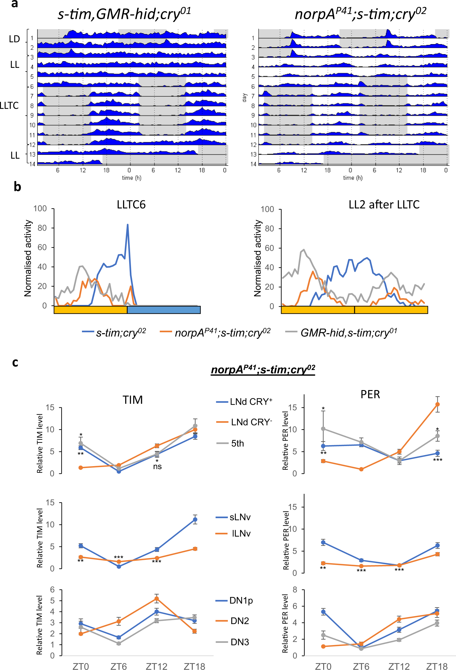 Fig. 4: The visual system phases the locomotor output to the evening without affecting the molecular clock in s-tim;cry0 background.