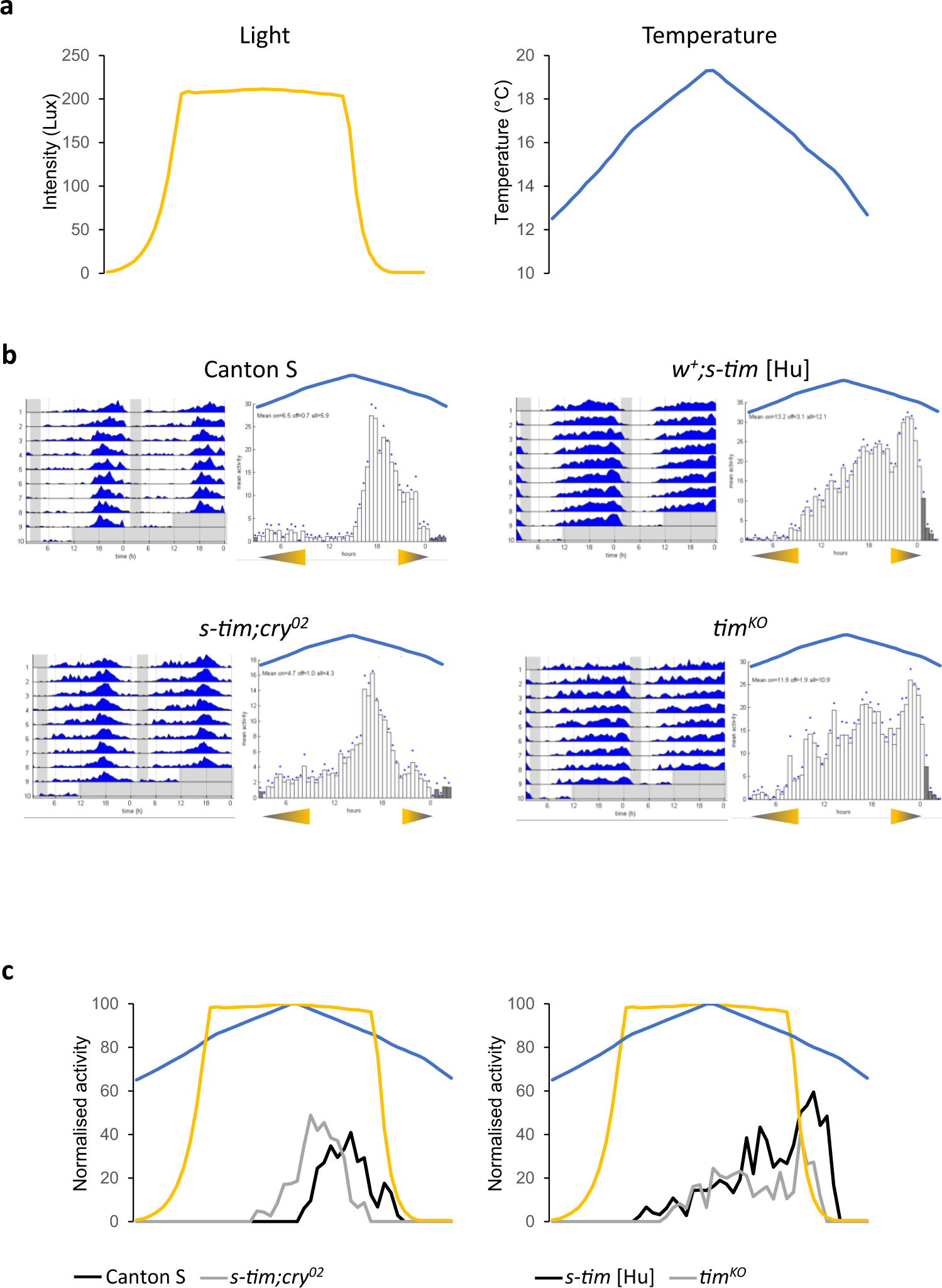 Fig. 6: Only ls-tim flies are able to synchronise to Northern latitude summer conditions.