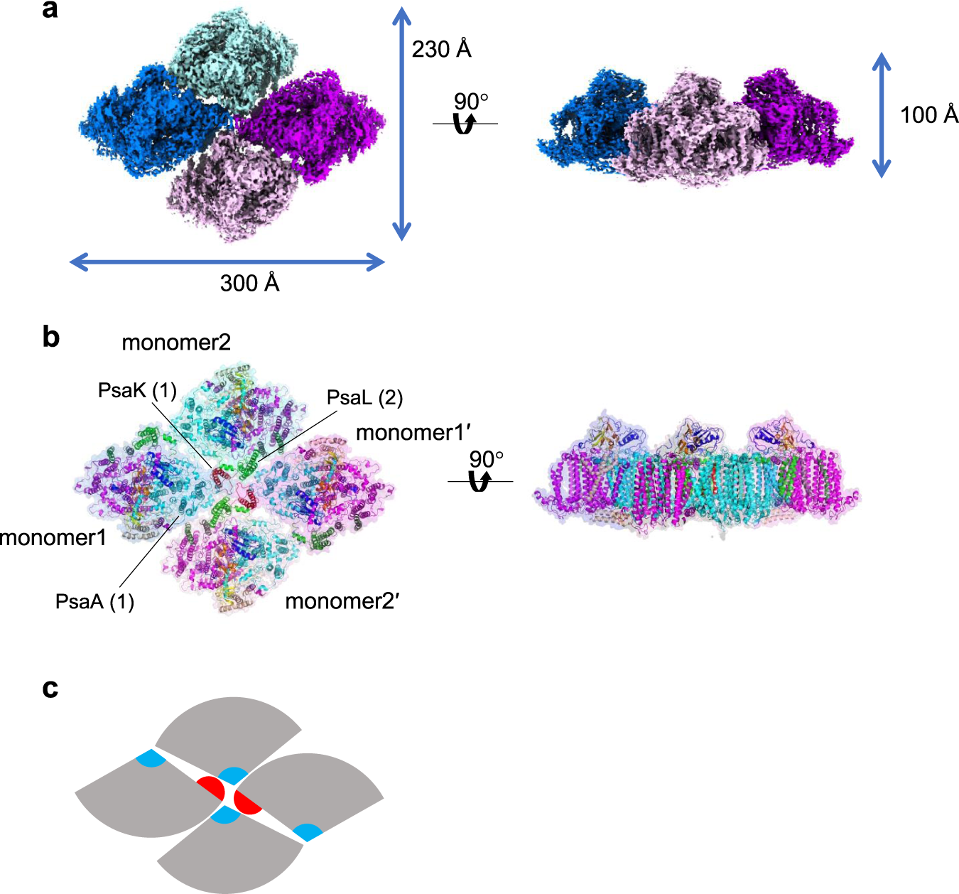 Structure of a tetrameric photosystem I from a glaucophyte alga Cyanophora  paradoxa | Nature Communications