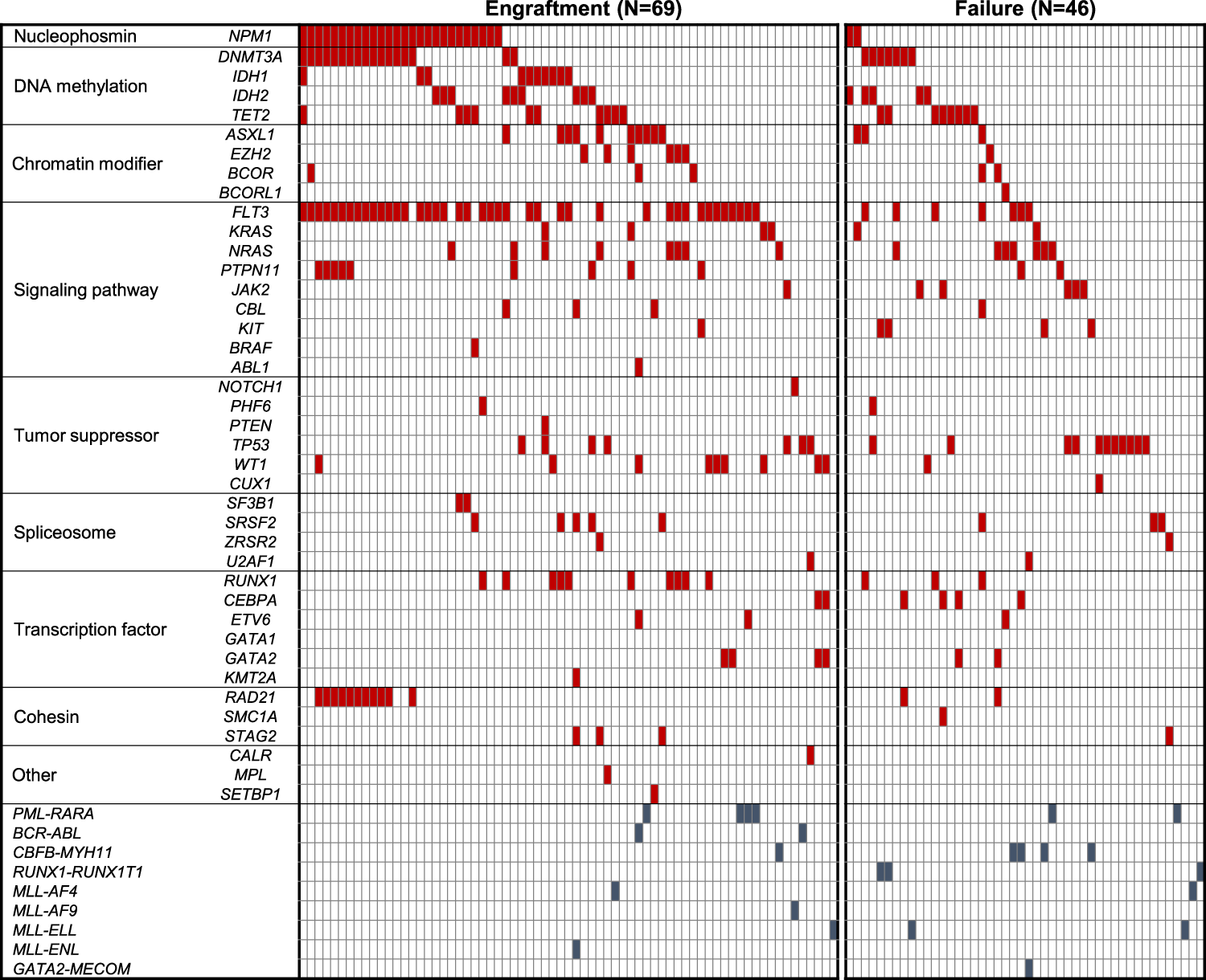 Fig. 1: Mutational landscape of 115 primary AML patients according to the engraftment status in NOG mice.