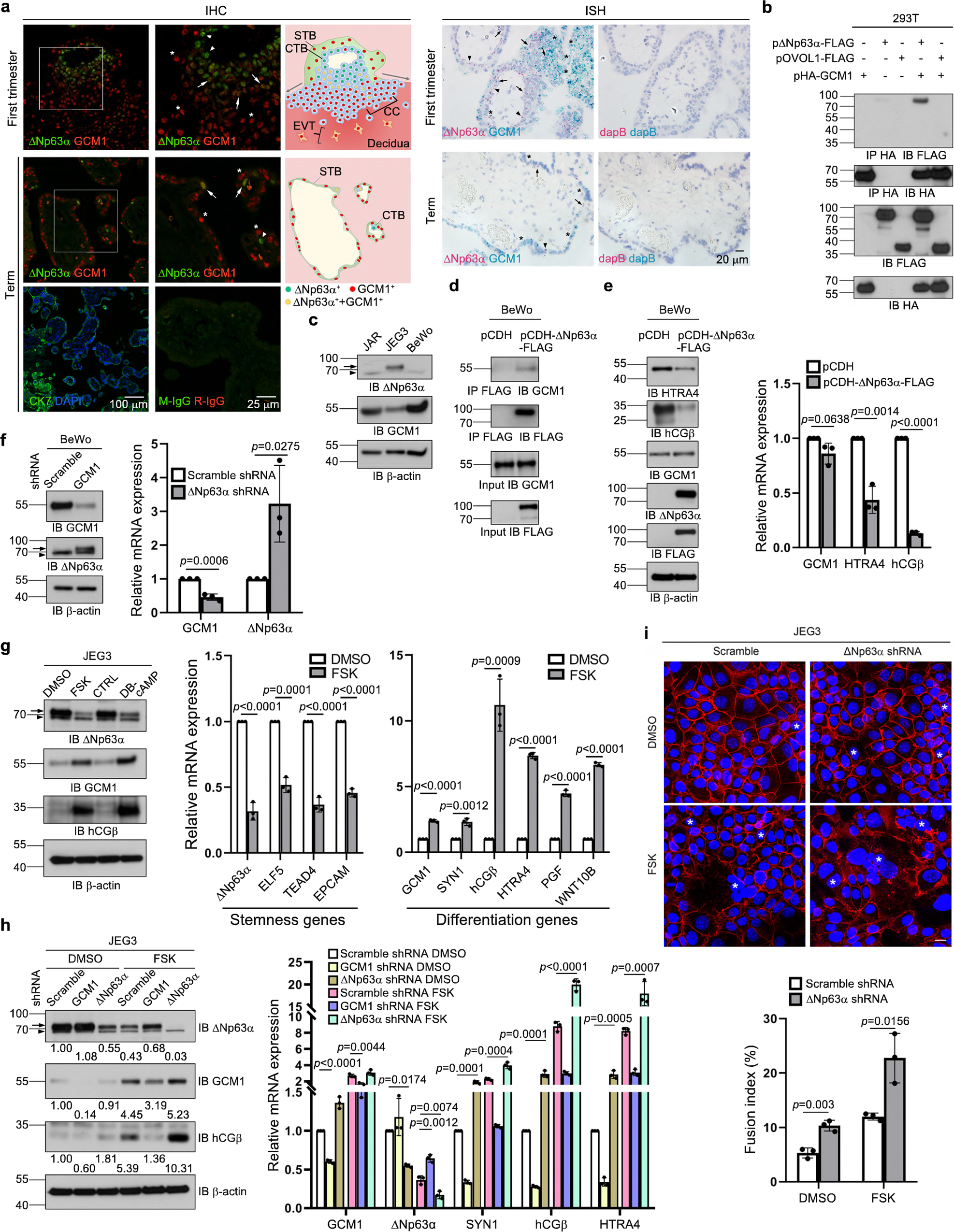 Functional antagonism between ΔNp63α and GCM1 regulates human trophoblast  stemness and differentiation | Nature Communications