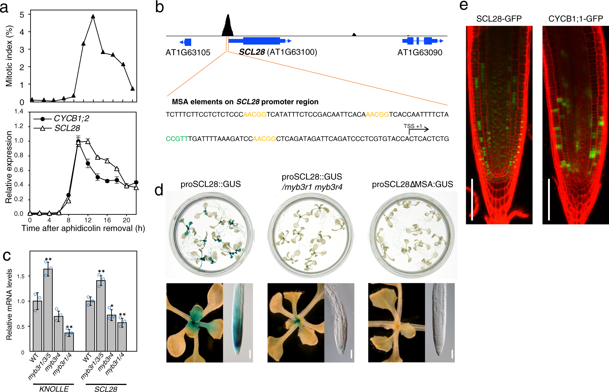 A hierarchical transcriptional network activates specific CDK inhibitors  that regulate G2 to control cell size and number in Arabidopsis | Nature  Communications