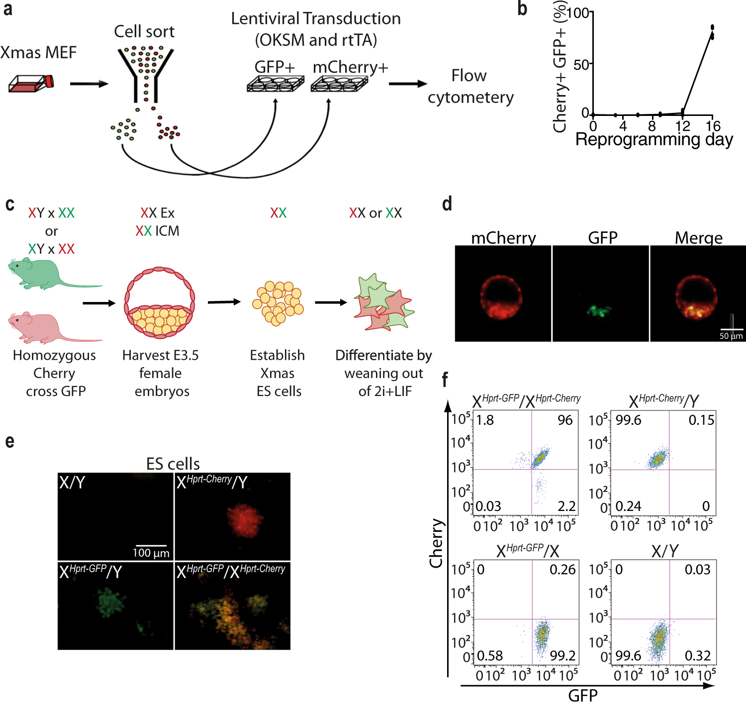 Fig. 2: Xmas reporters allow detection of X chromosome expression in mESCs and iPSCs.
