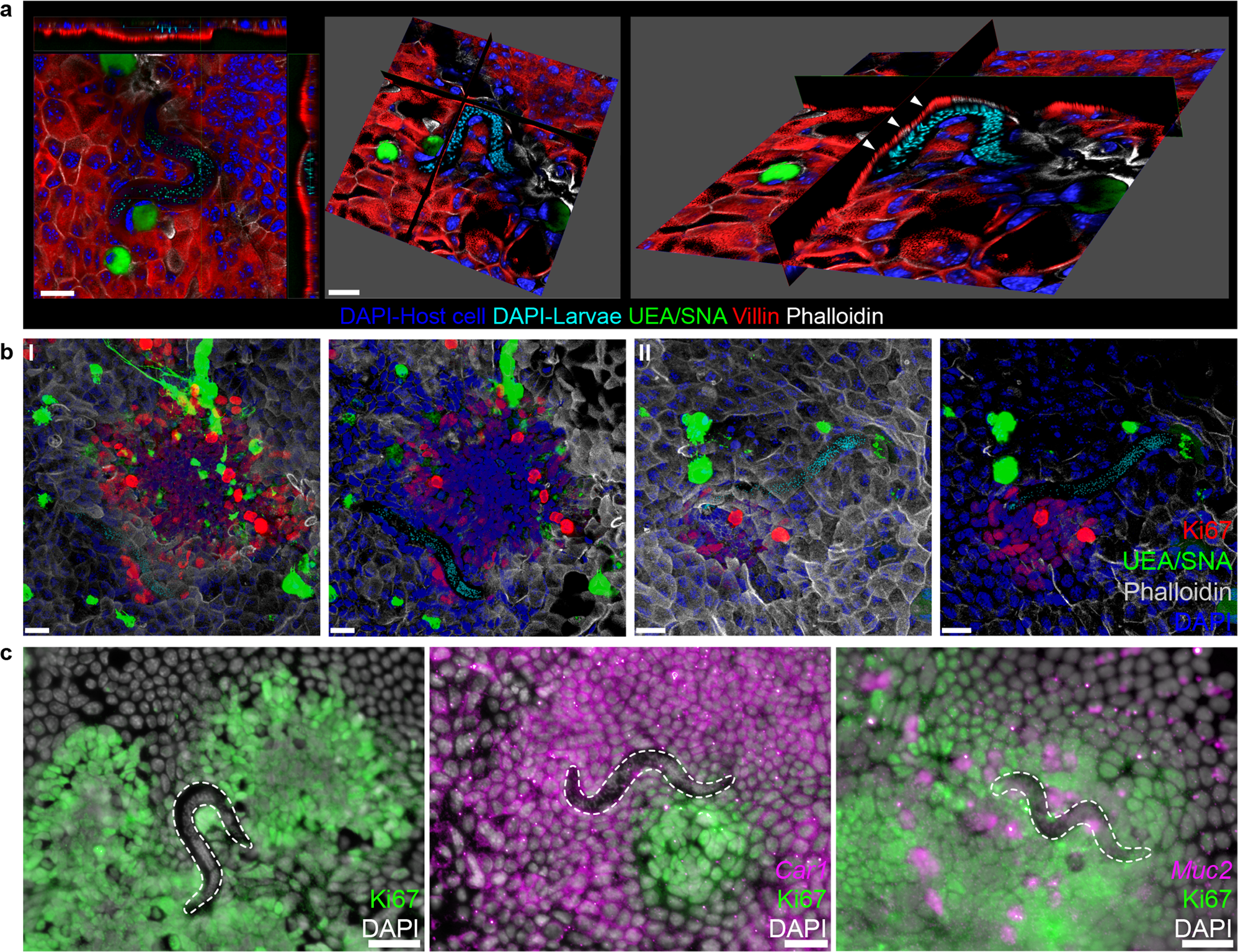 Fig. 3: Caecaloid—T. muris in vitro model reproduces in vivo infection.