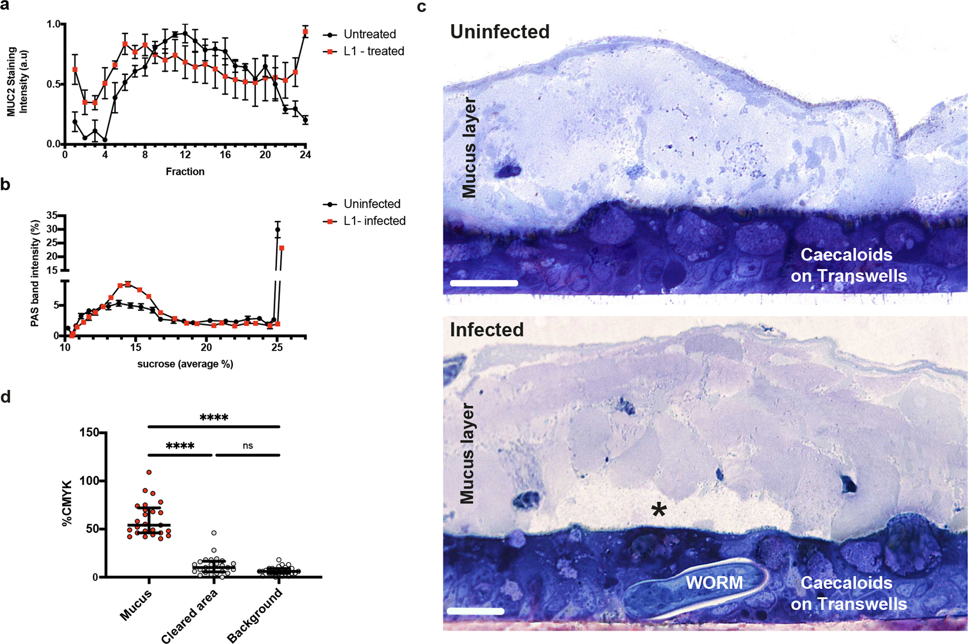 Fig. 5: Whipworm L1 larvae invade caecal epithelium by degrading the overlaying mucus layer.