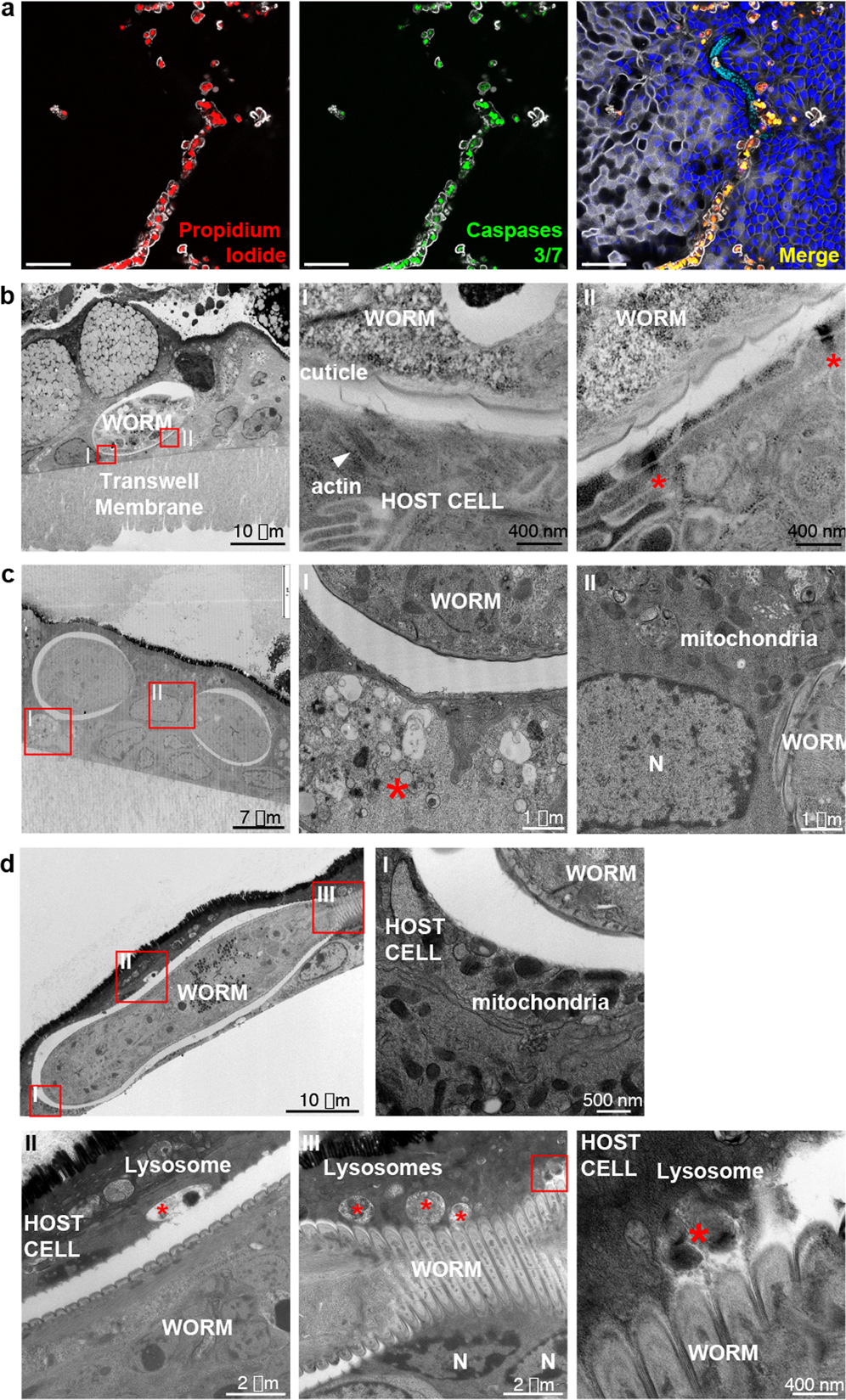 Fig. 6: Close interactions between T. muris whipworm larvae and IECs at syncytial tunnels during early infection of caecaloids.