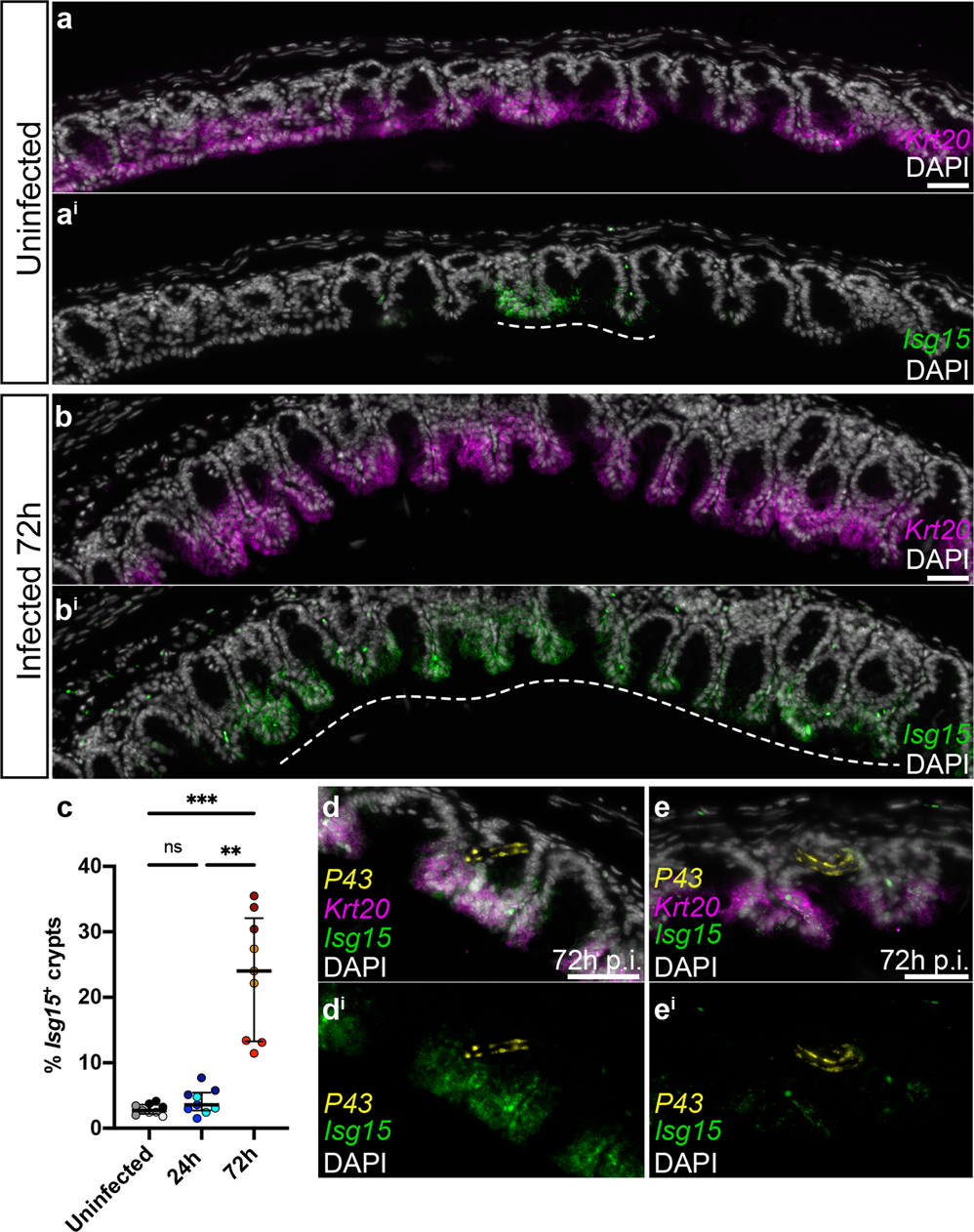 Fig. 9: Expansion of crypts with enterocytes expressing Isg15 upon whipworm infection.