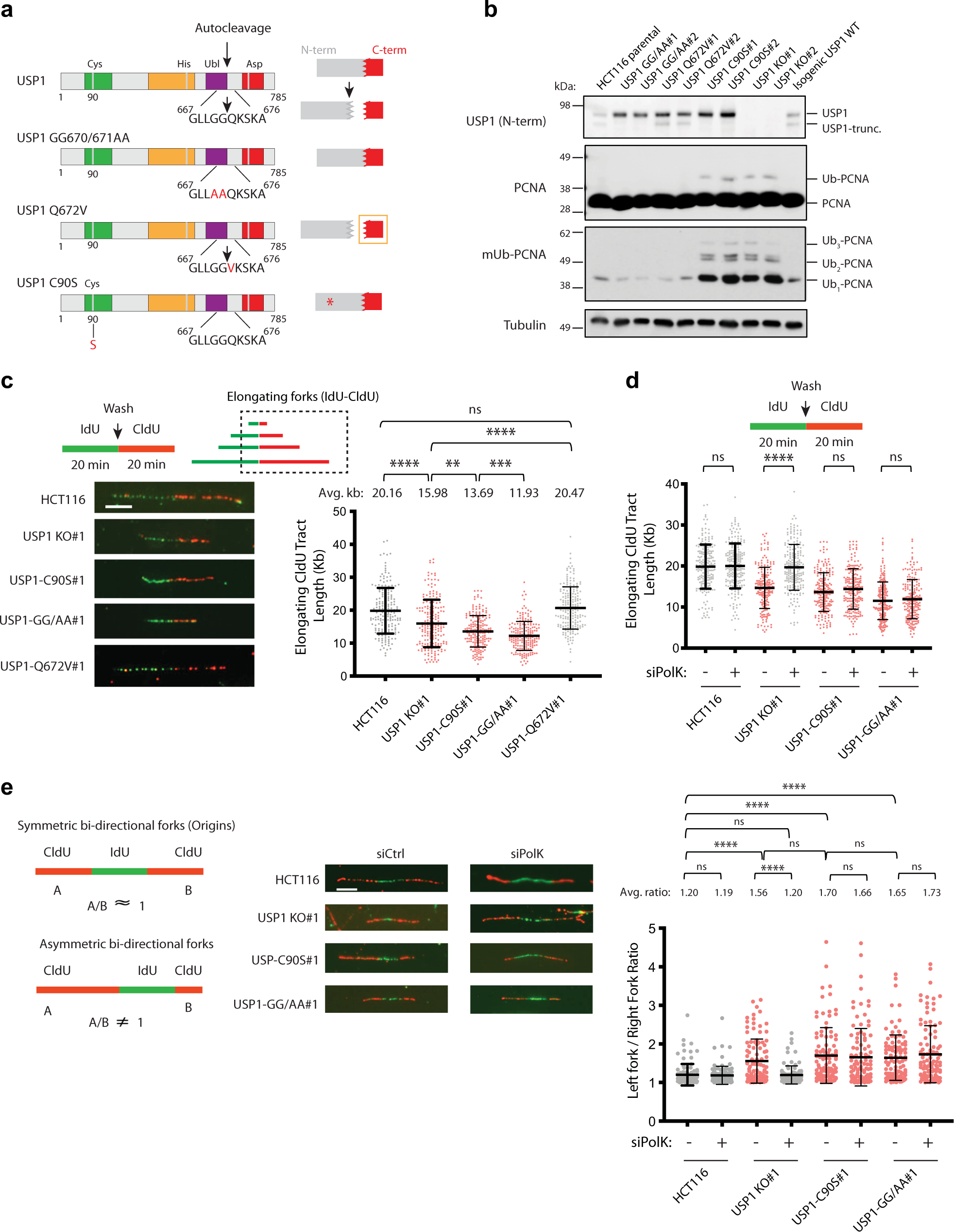 USP1-trapping lesions as a source of DNA replication stress and genomic  instability | Nature Communications