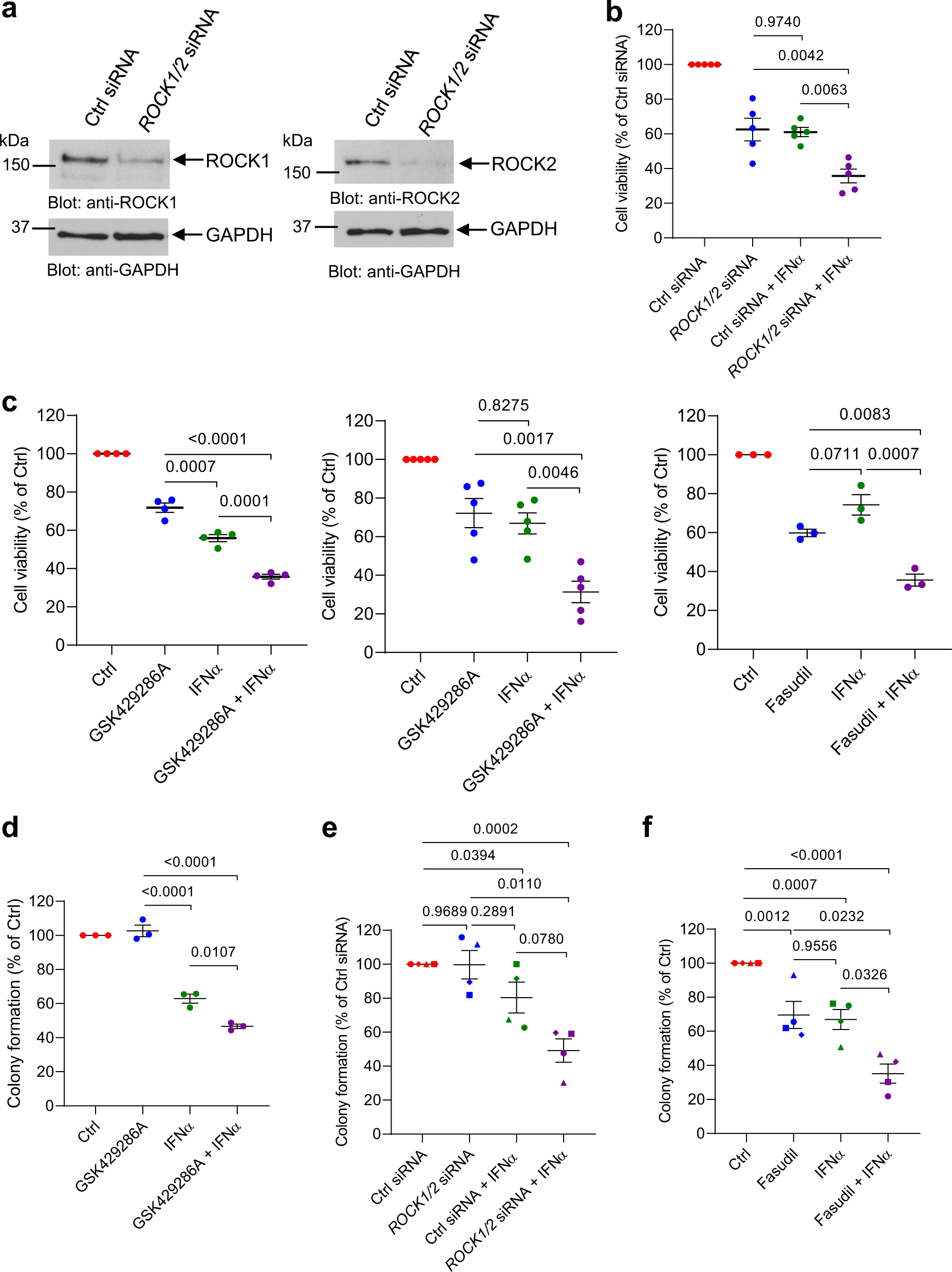 Fig. 7: Inhibition of ROCK1 and ROCK2 enhances IFNα-induced anti-neoplastic responses in MPN cells.