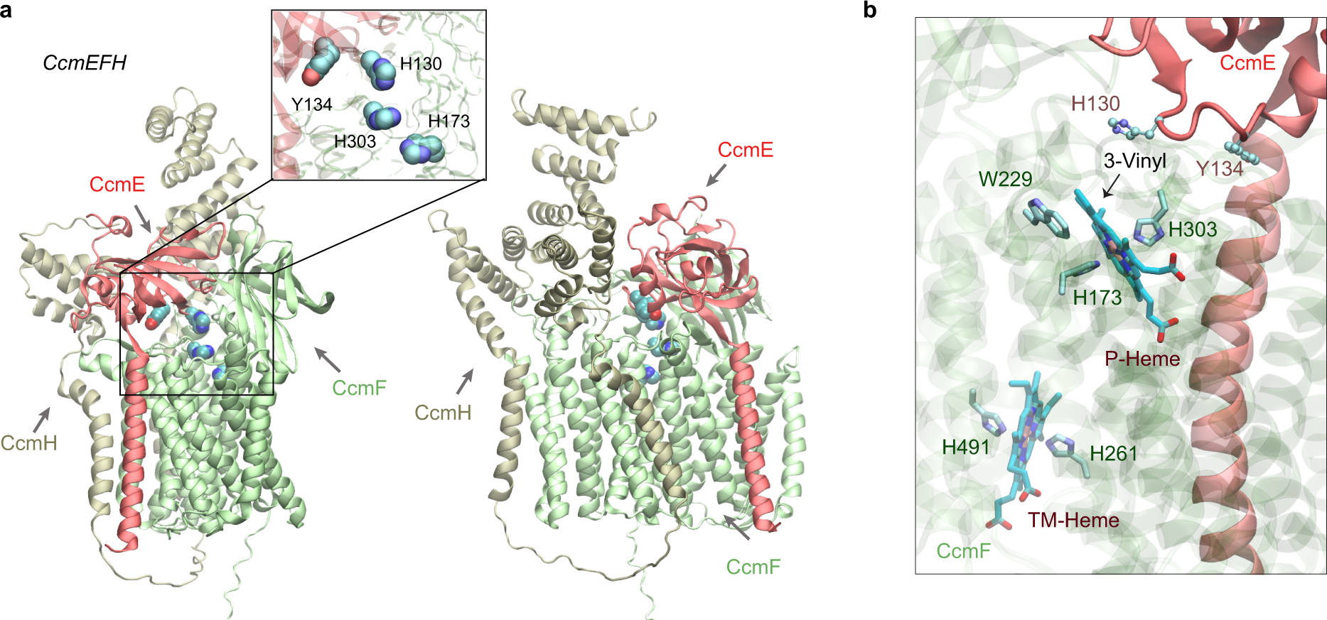 Fig. 7: Structural models of the CcmEFH complex from E. coli.