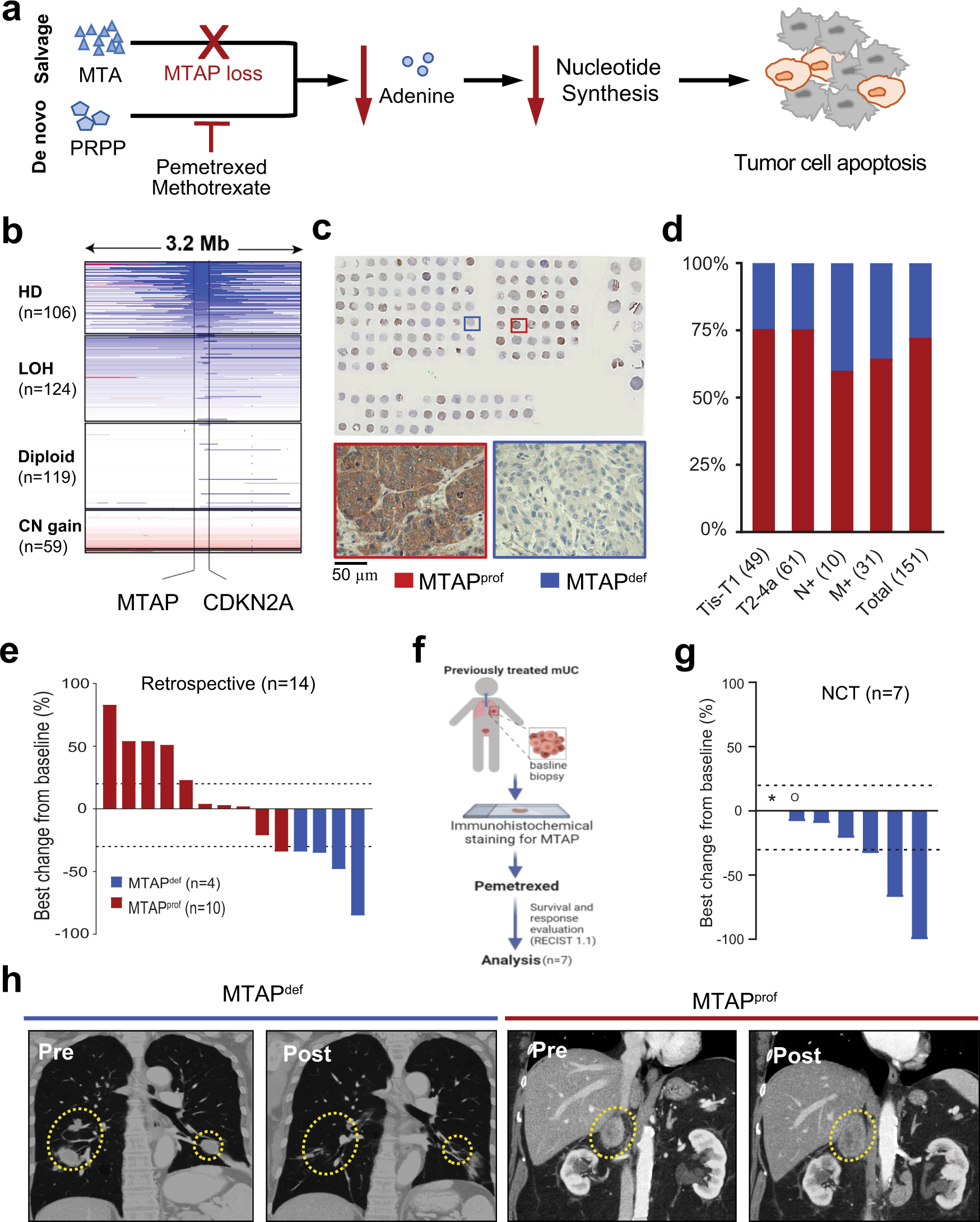 MTAP deficiency creates an exploitable target for antifolate therapy in  9p21-loss cancers | Nature Communications