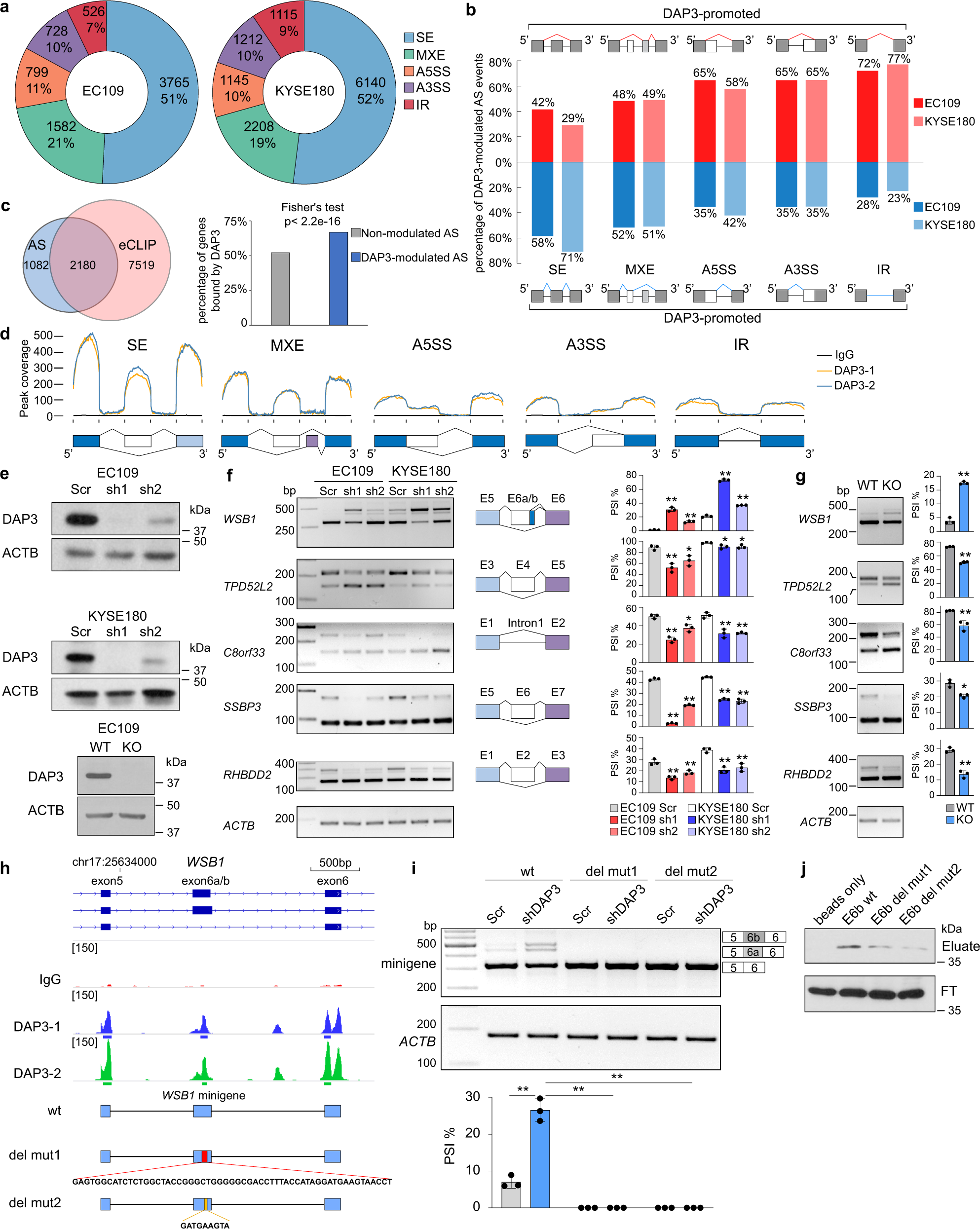 Fig. 2: DAP3 depletion leads to widespread splicing changes in cancer cells.