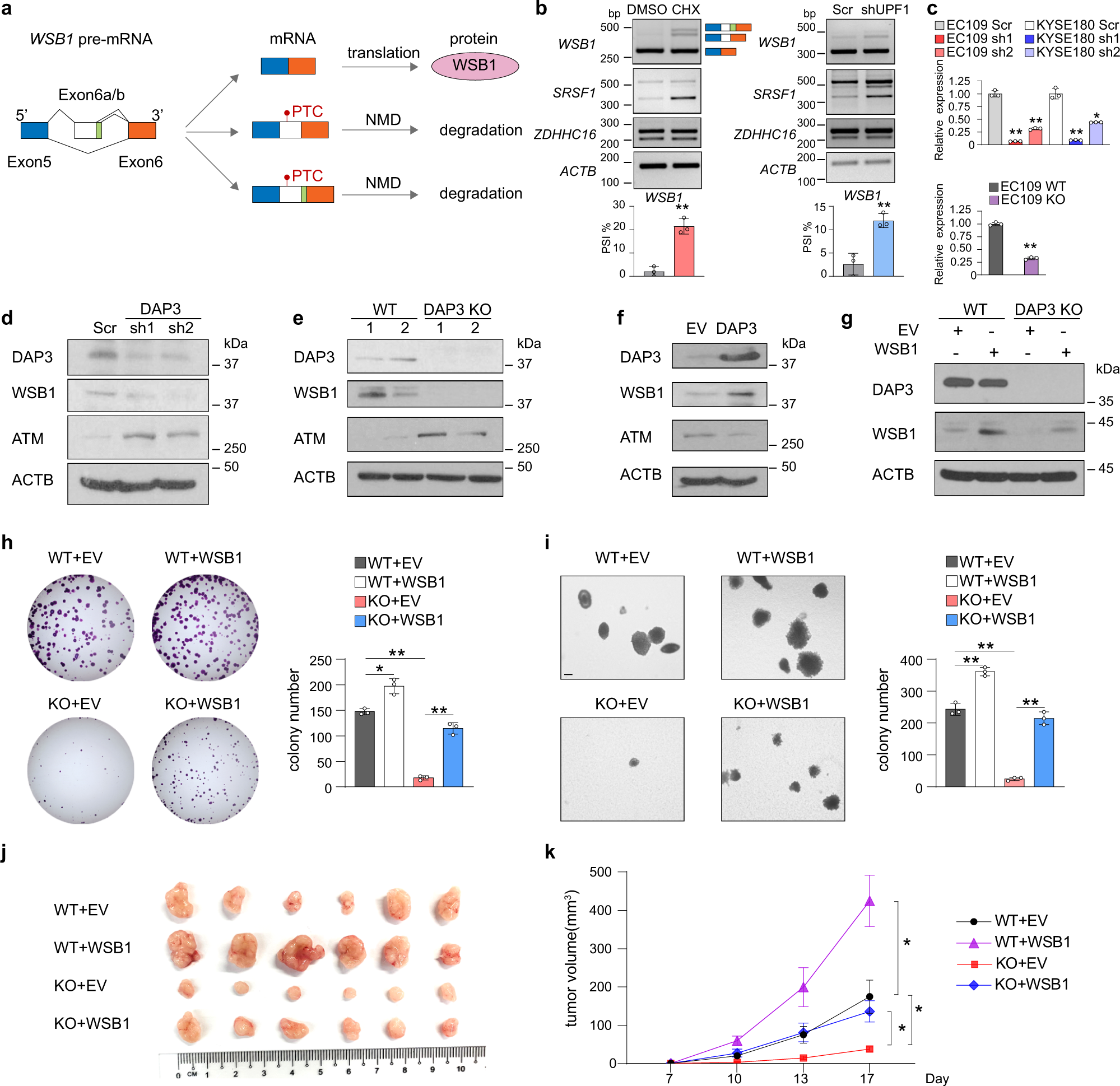 Fig. 7: DAP3 increases WSB1 expression via suppressing AS-NMD of WSB1 to promote tumorigenesis.