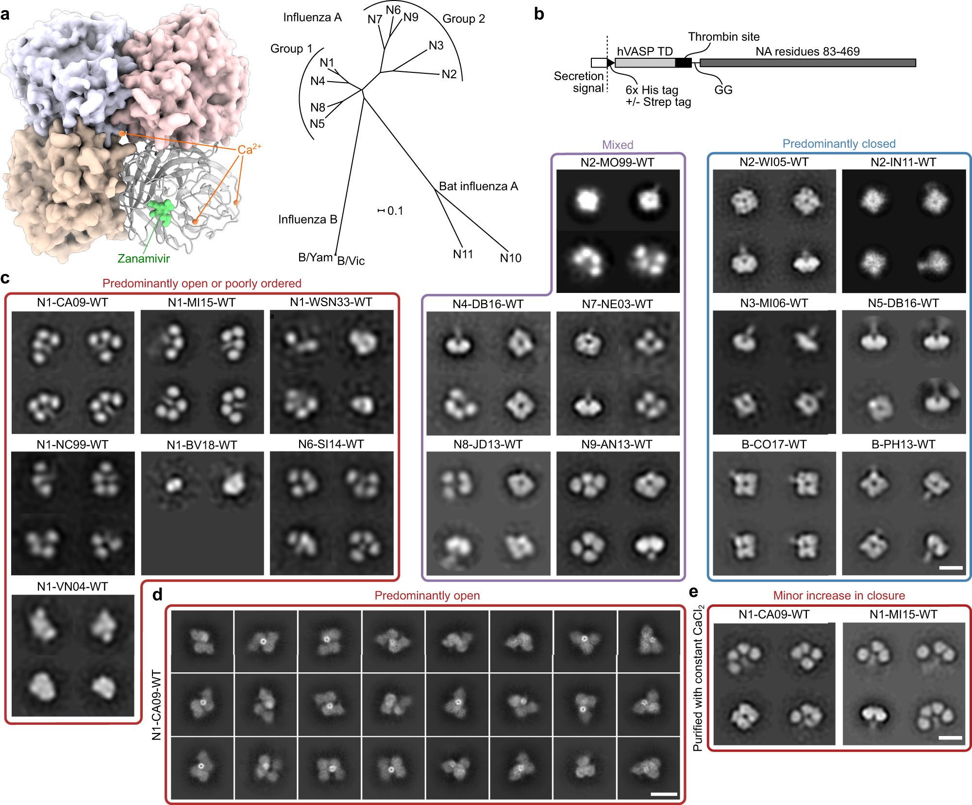 Structure-based design of stabilized recombinant influenza neuraminidase  tetramers | Nature Communications