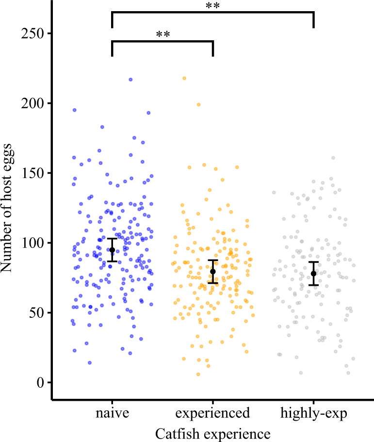 Fig. 3: Host clutches were larger in treatments with naive cuckoo catfish.