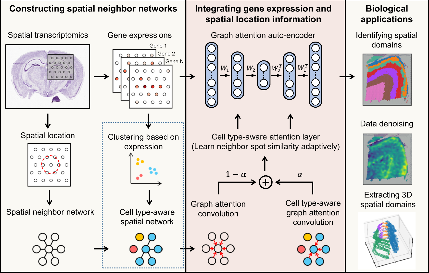 Deciphering spatial domains from spatially resolved transcriptomics with an  adaptive graph attention auto-encoder | Nature Communications