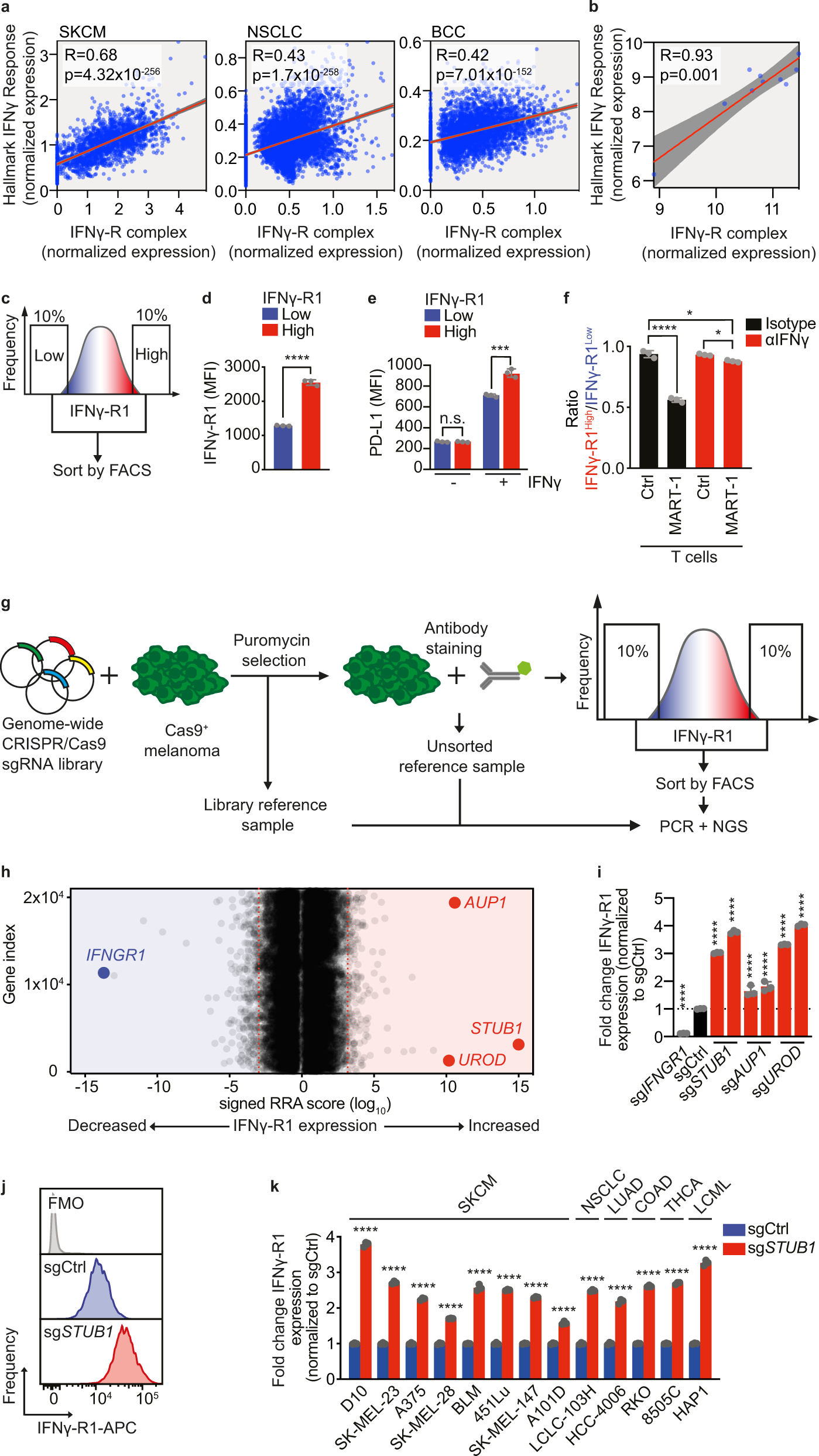 Fig. 1: Genome-wide CRISPR/Cas9 knockout screen identifies negative regulators of IFNγ-R1 expression to modulate its cell-surface abundance.