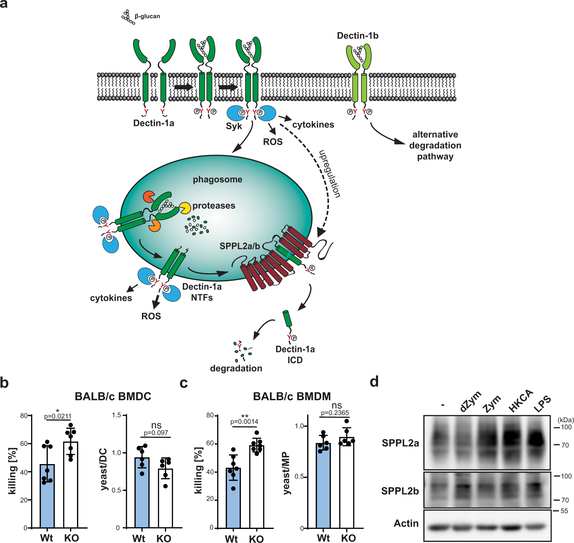 Fig. 7: SPPL2 proteases regulate killing of C. albicans yeasts as part of a regulatory circuit.