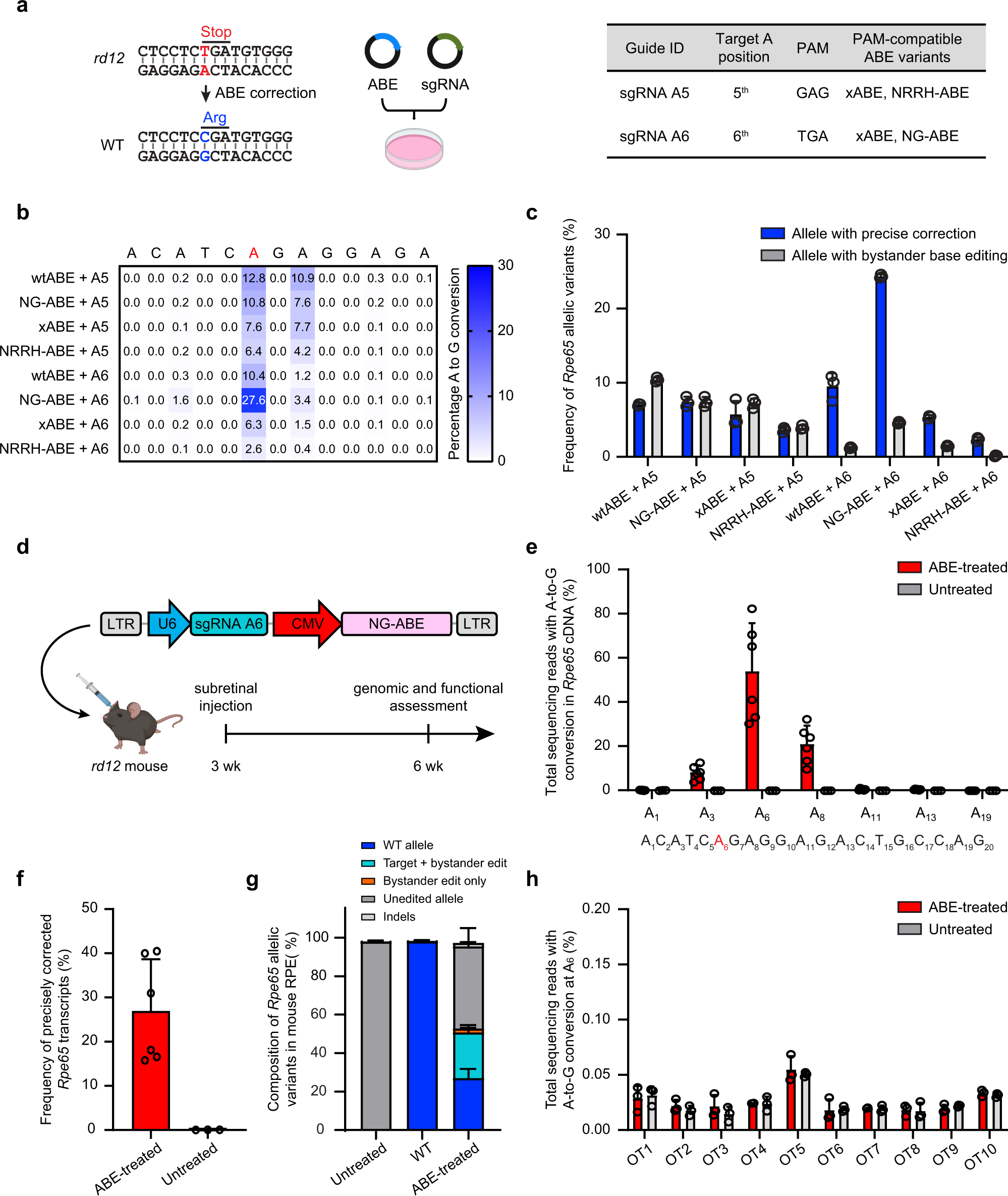 Fig. 2: In vitro screening and in vivo validation of enhanced base editing with NG-ABE and sgRNA A6.