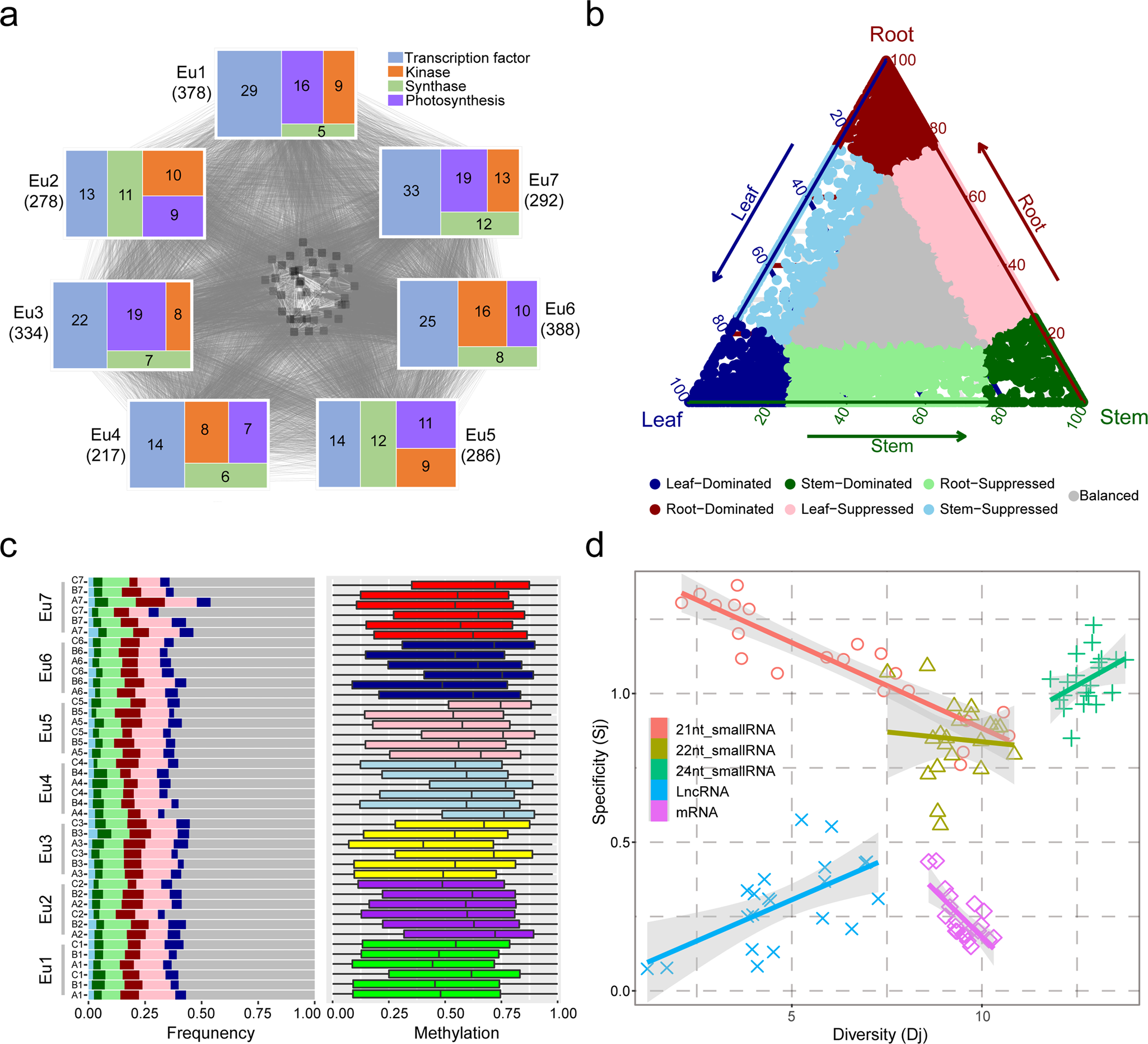Fig. 4: Evolutionary dynamics of the ancestral core-eudicot genes in extant Panax stipuleanatus genome.