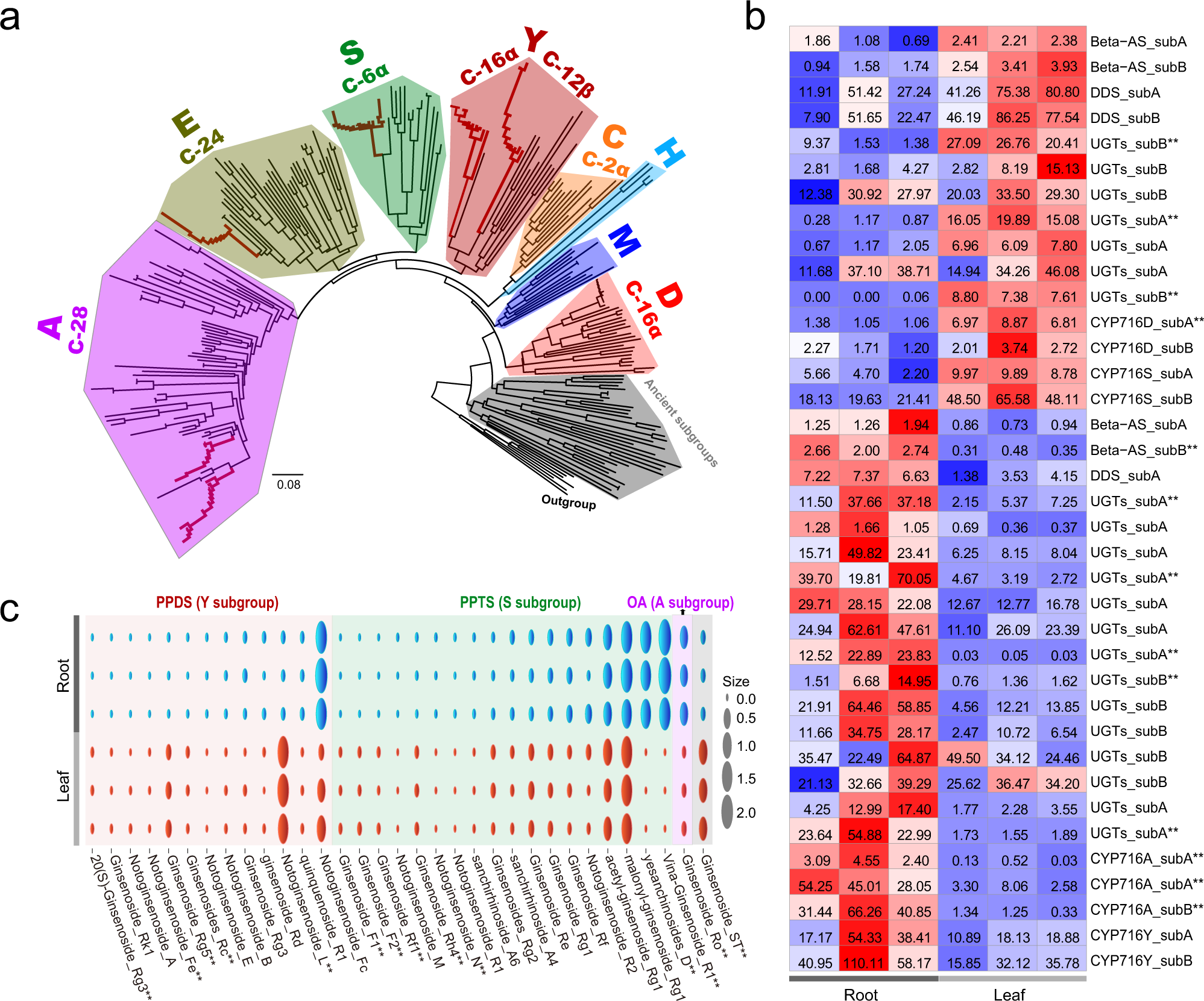 Fig. 5: Functional diversification of the CYP716 subfamily and triterpenoid biosynthesis genes.