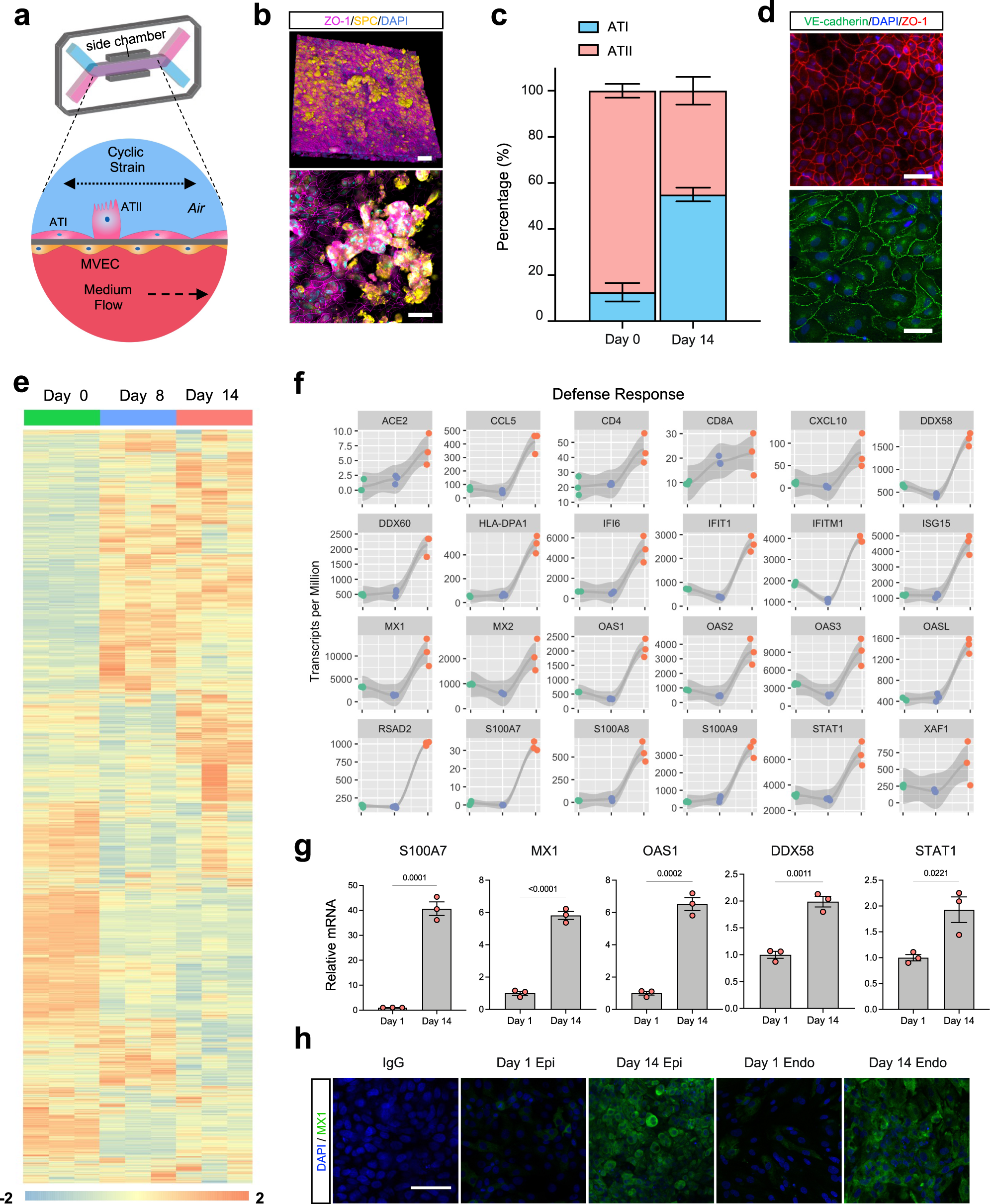 Mechanical control of innate immune responses against viral infection  revealed in a human lung alveolus chip | Nature Communications