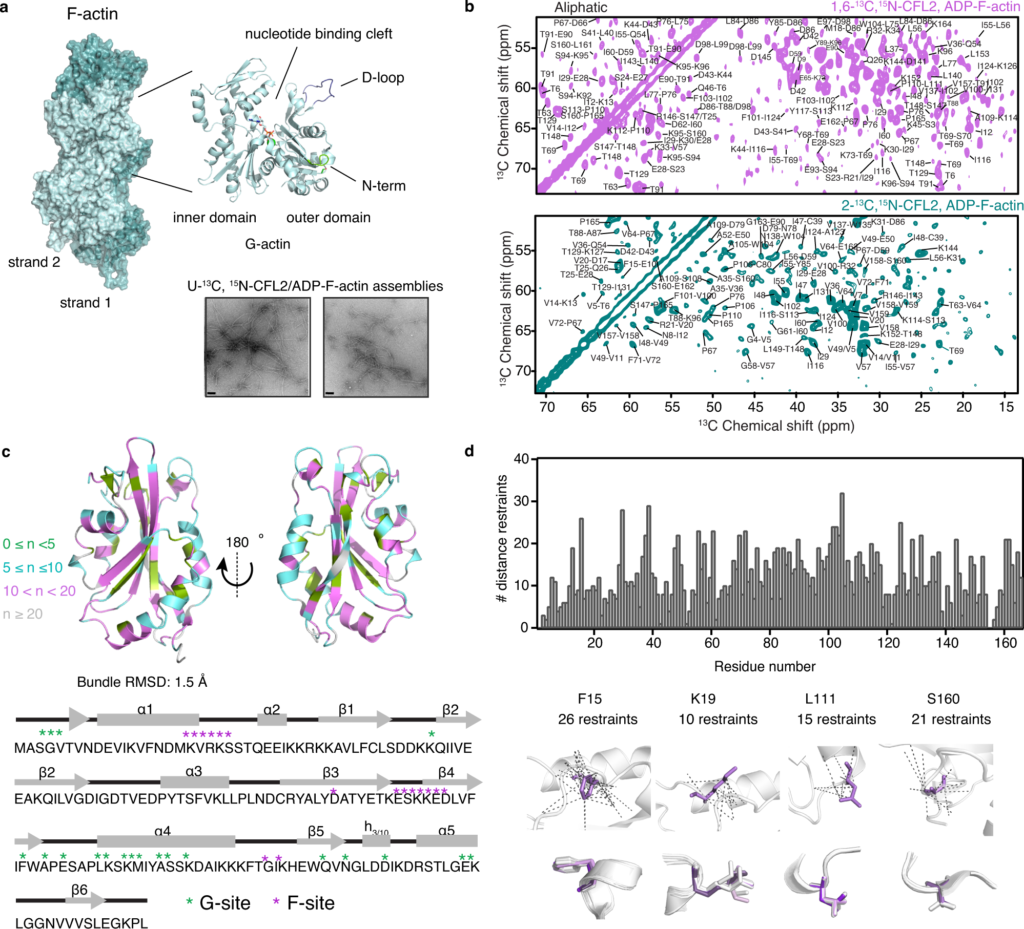 Magic Angle Spinning NMR Structure Of Human Cofilin-2 Assembled On.