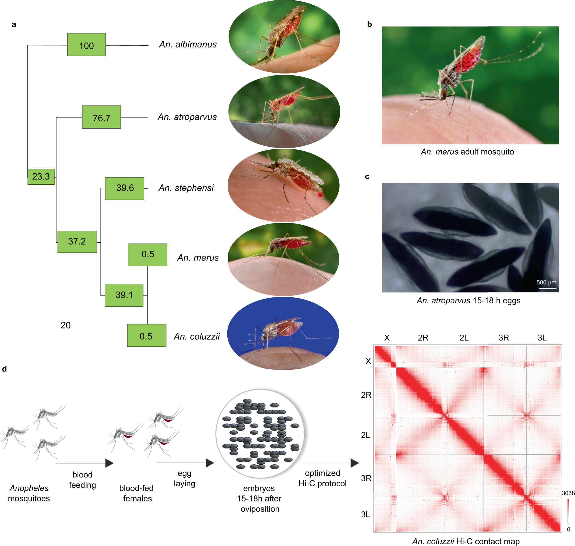 Anopheles mosquitoes reveal new principles of 3D genome organization in insects Nature Communications