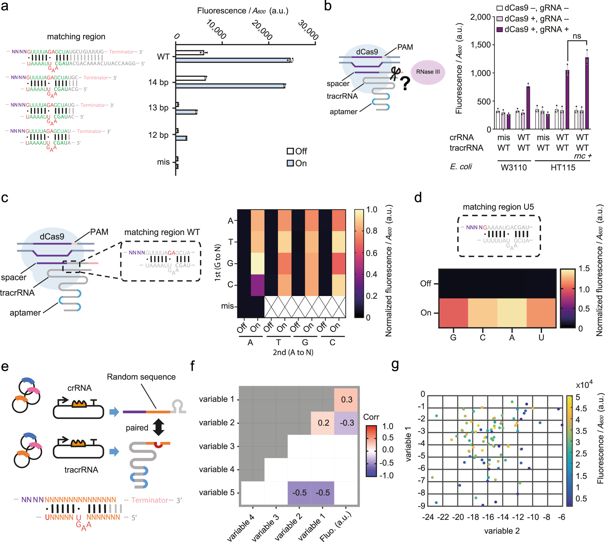 Fig. 2: Mode of action of reprogrammed crRNA-tracrRNA pairs.