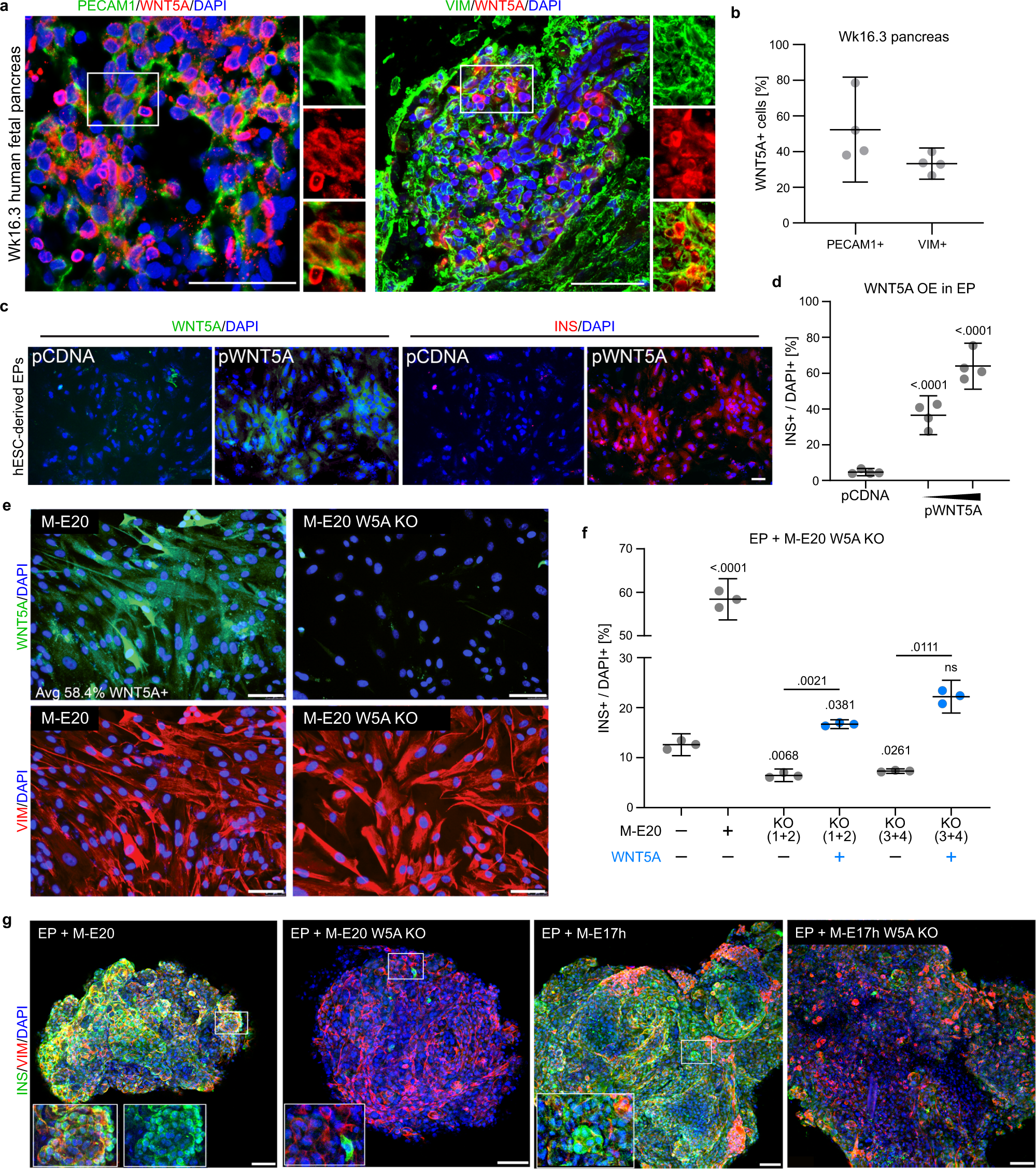 Fig. 5: WNT5A is expressed in the human pancreatic niche during development and promotes INS expression in vitro.