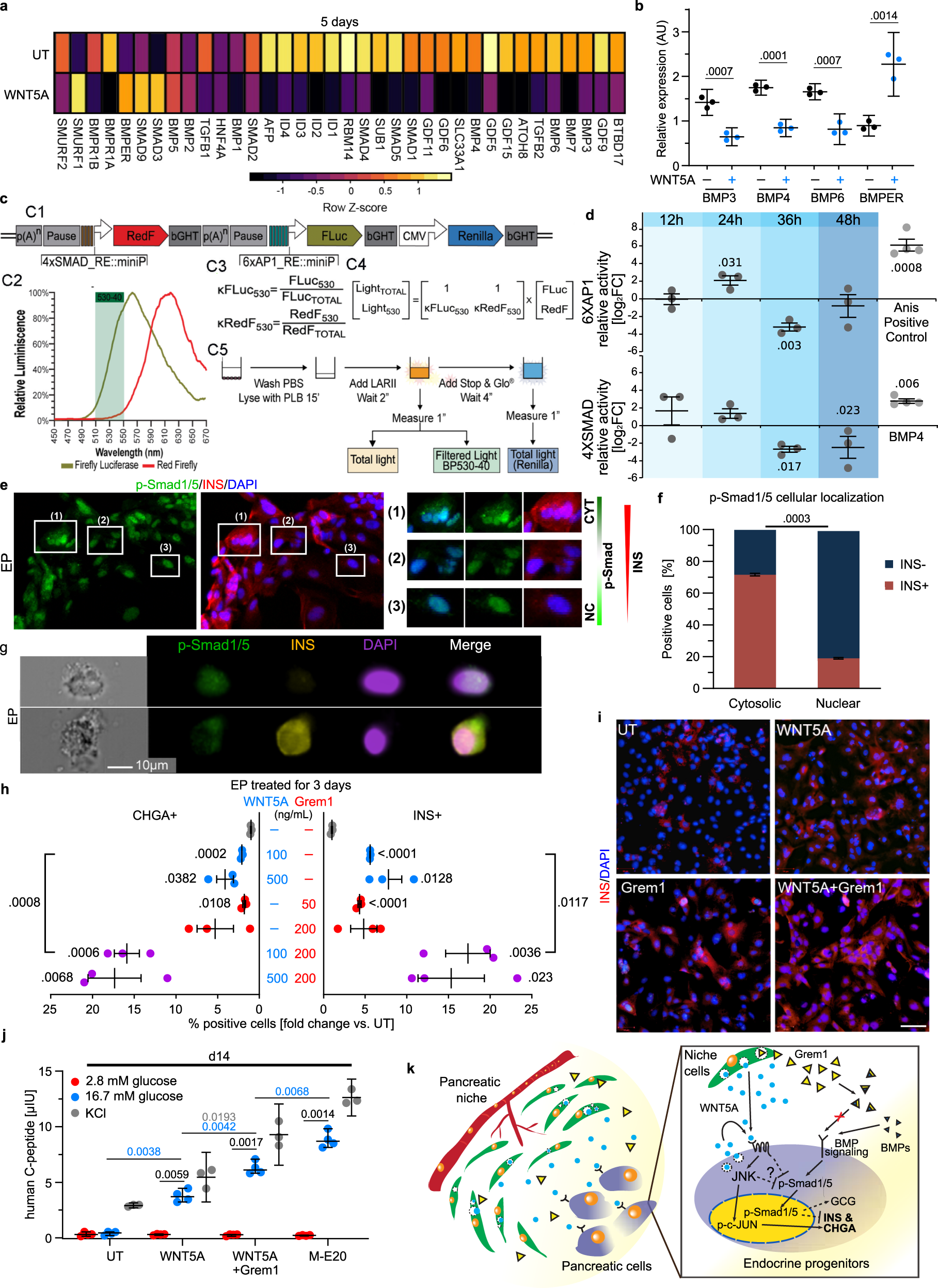 Fig. 7: Long-term WNT5A treatment inhibits BMP signaling in hESC-derived EPs.