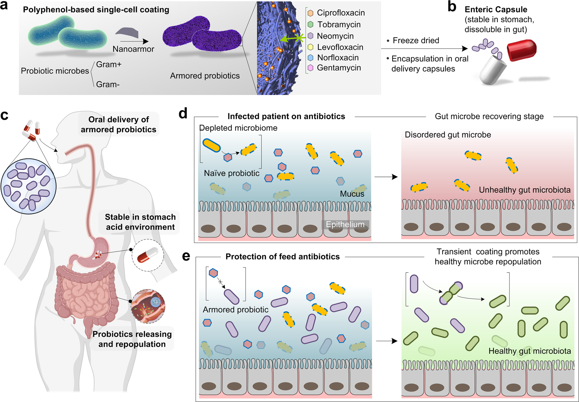 A single-cell nanocoating of probiotics for enhanced amelioration of  antibiotic-associated diarrhea | Nature Communications