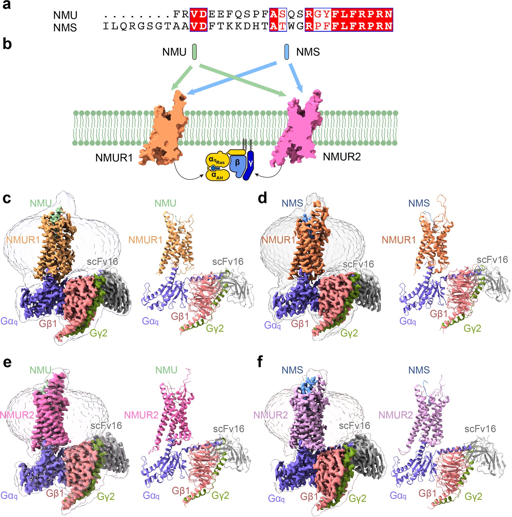 Structural Insights Into The Peptide Selectivity And Activation Of Human Neuromedin U Receptors Nature Communications