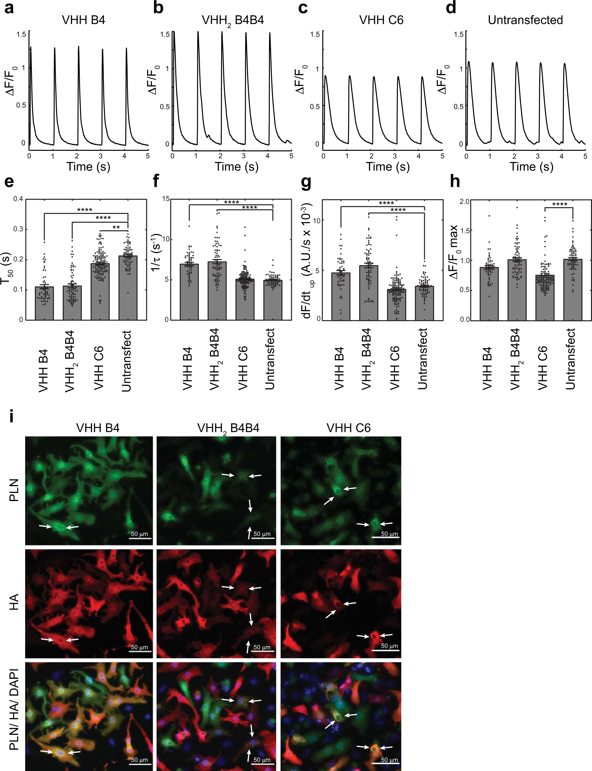 Fig. 3: Effects of the modRNA-encoded intrabodies on the Ca2+ dynamics of rat neonatal cardiomyocytes.