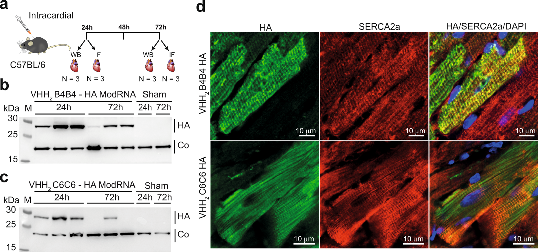 Fig. 4: In vivo expression and tissue distribution of intramyocardial injected modRNA of the intrabodies VHH2 B4B4-HA and VHH2 C6C6-HA.