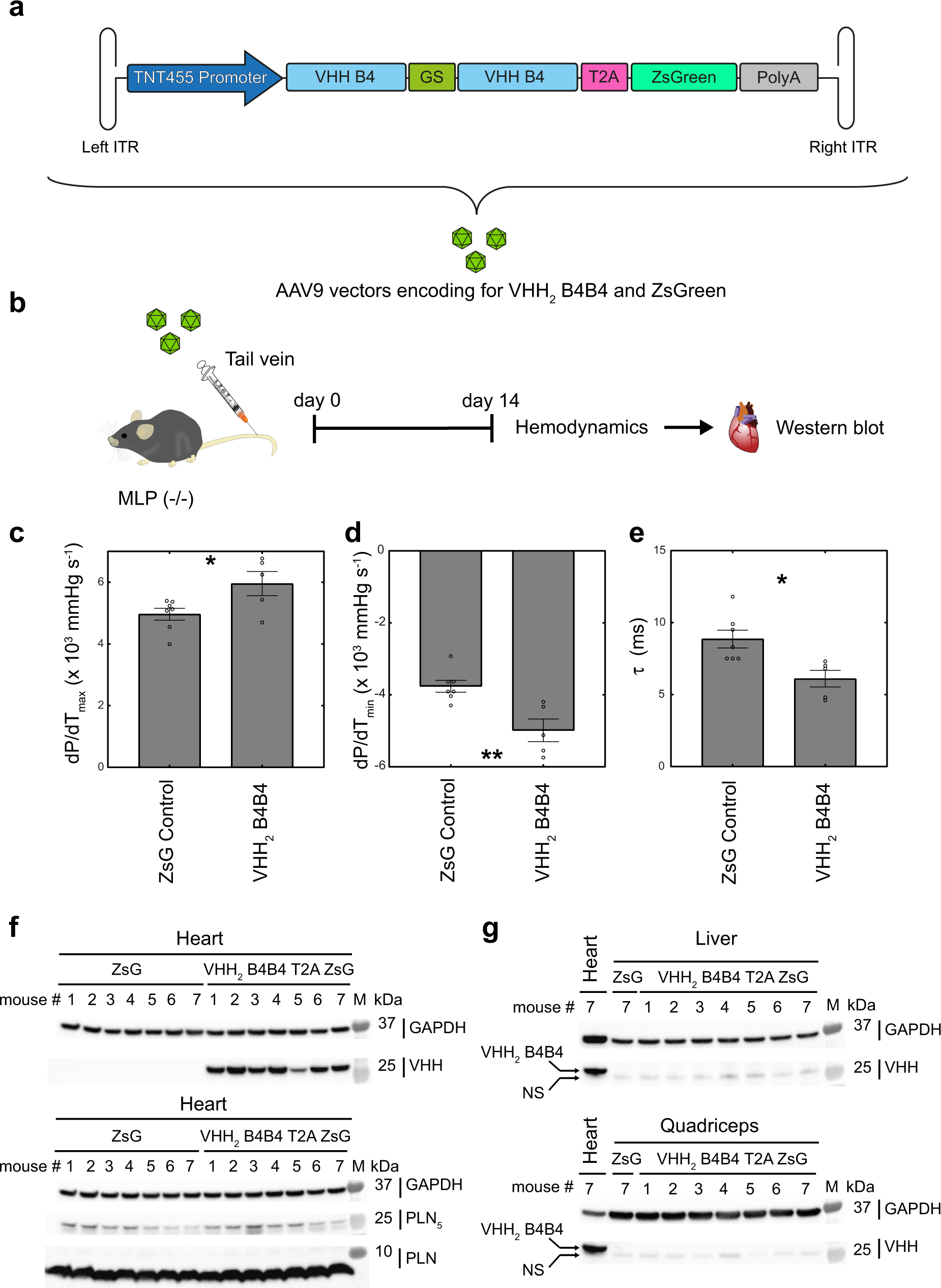 Fig. 6: Hemodynamic analysis of VHH2 B4B4-T2A-ZsGreen AAV9-treated mice versus control (ZsGreen AAV9).