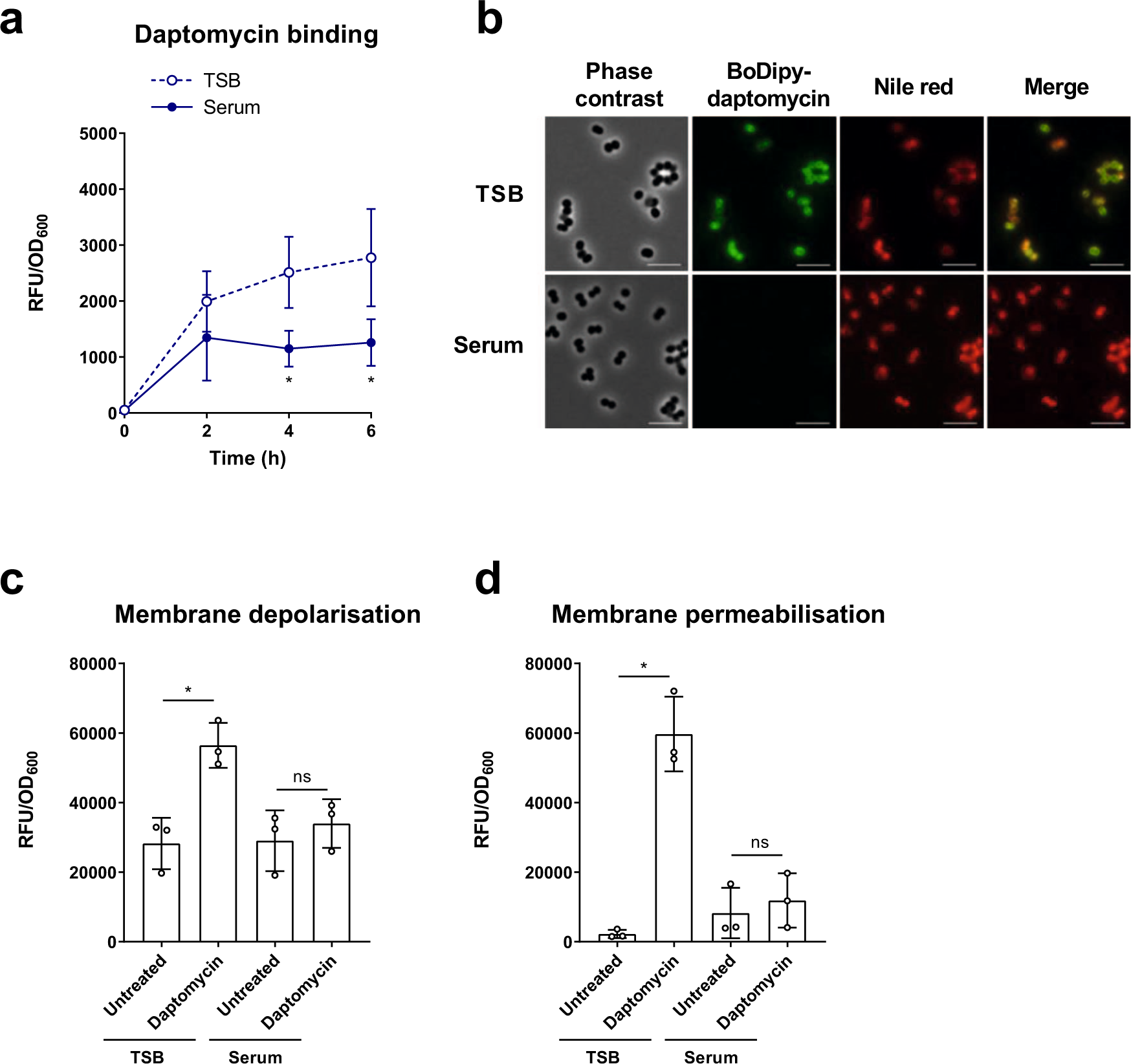 Fig. 2: Daptomycin does not bind to or disrupt the membranes of S. aureus incubated in serum.