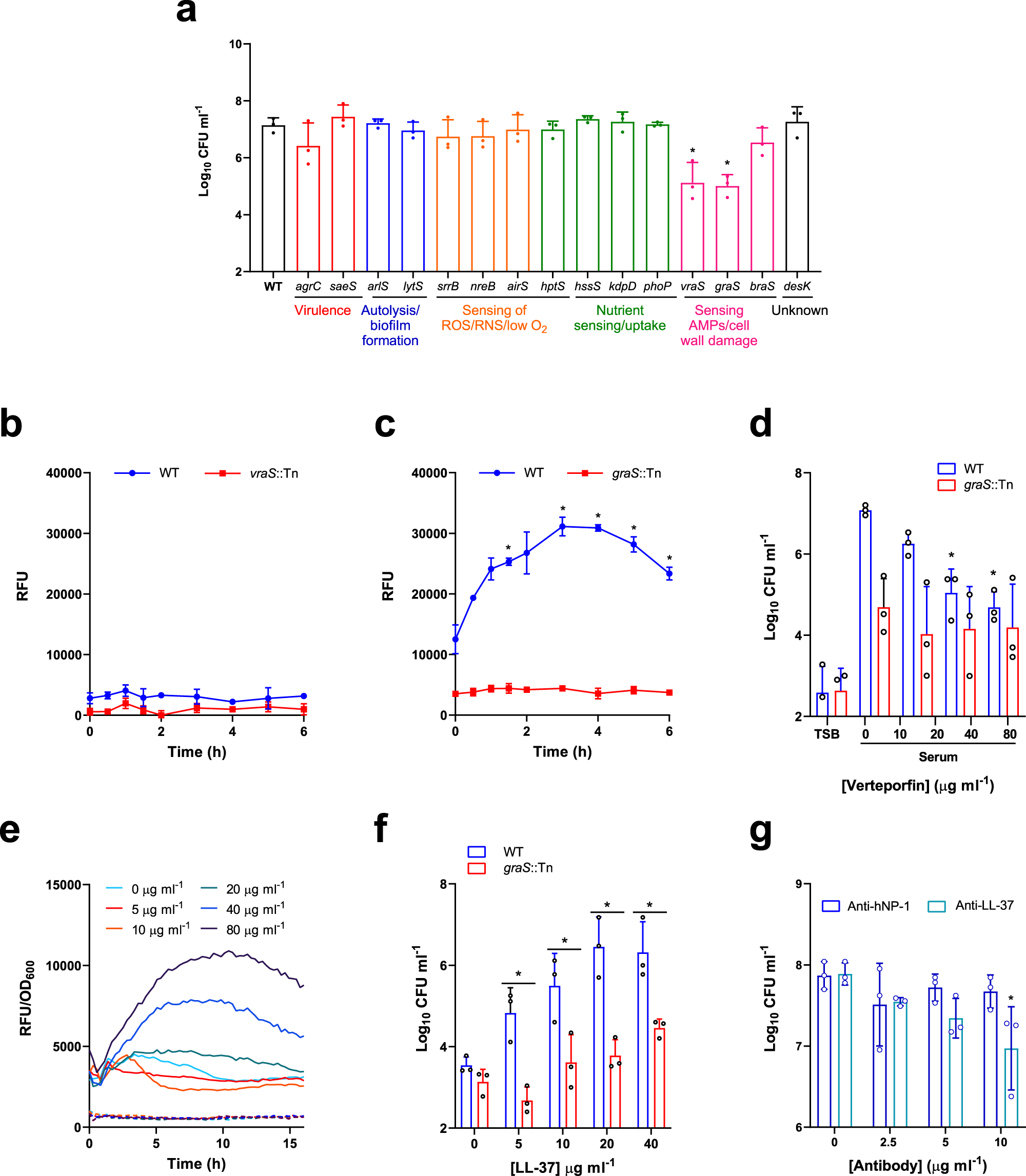 Fig. 3: LL-37 in serum triggers daptomycin tolerance through activation of the GraRS two-component system.