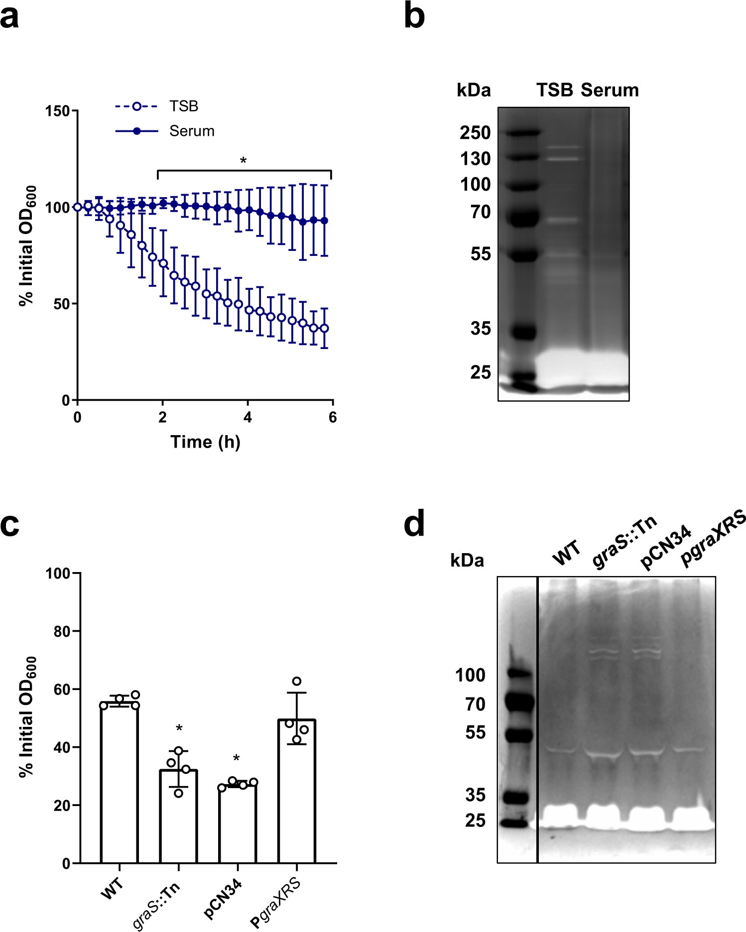 Fig. 6: Accumulation of peptidoglycan is associated with a GraRS-dependent reduction in autolysis.