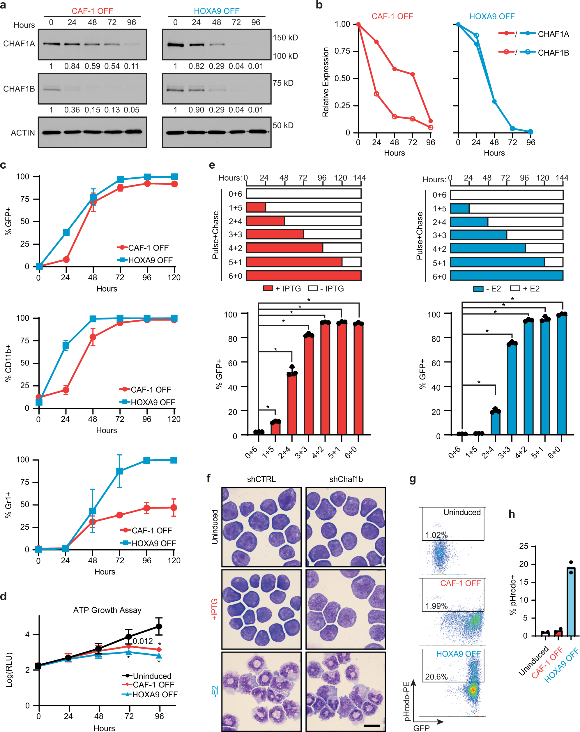 Fig. 2: CAF-1 depletion induces rapid and partial differentiation of iGMPs.