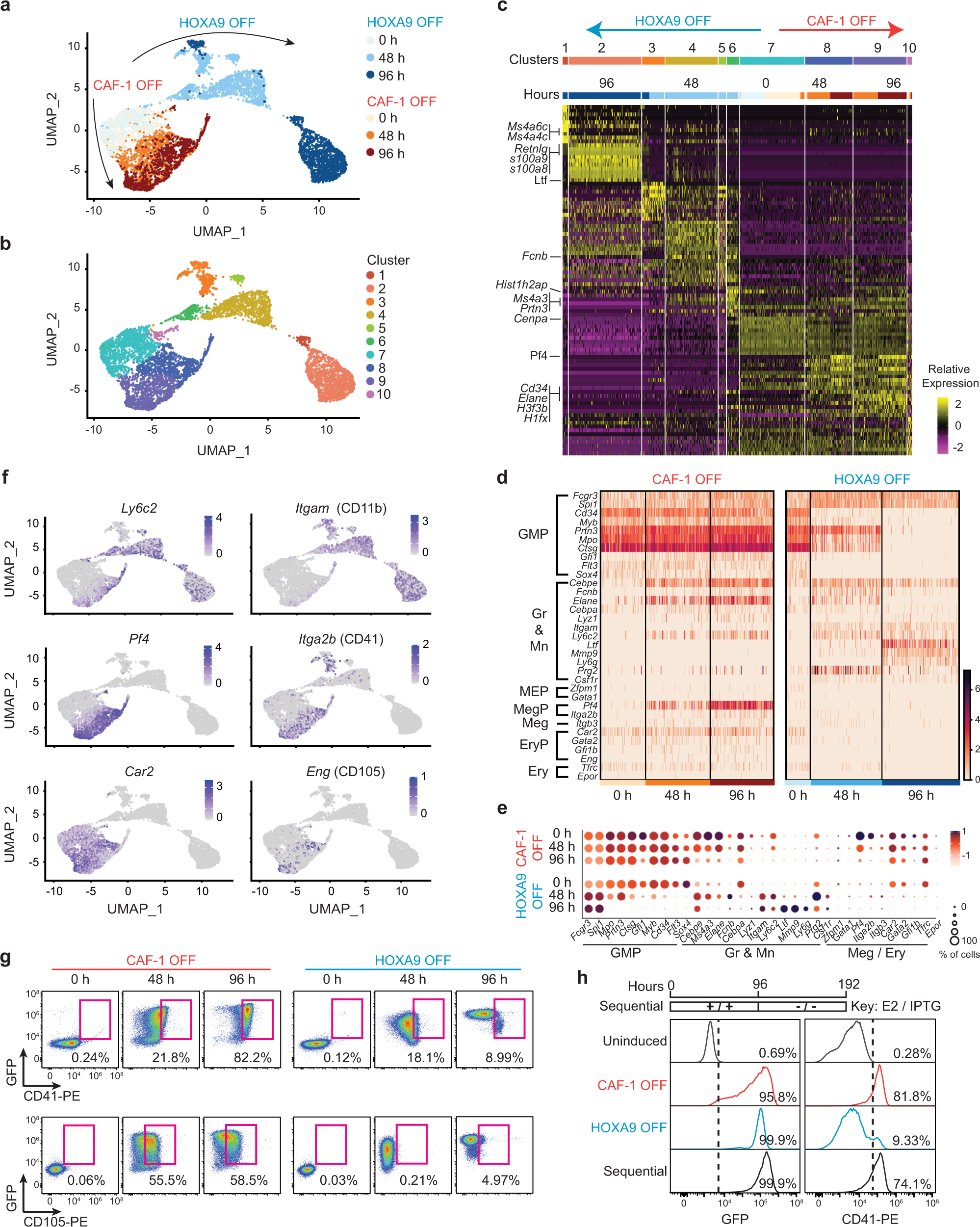 Fig. 3: CAF-1 depletion in iGMPs results in a mixed-lineage state.