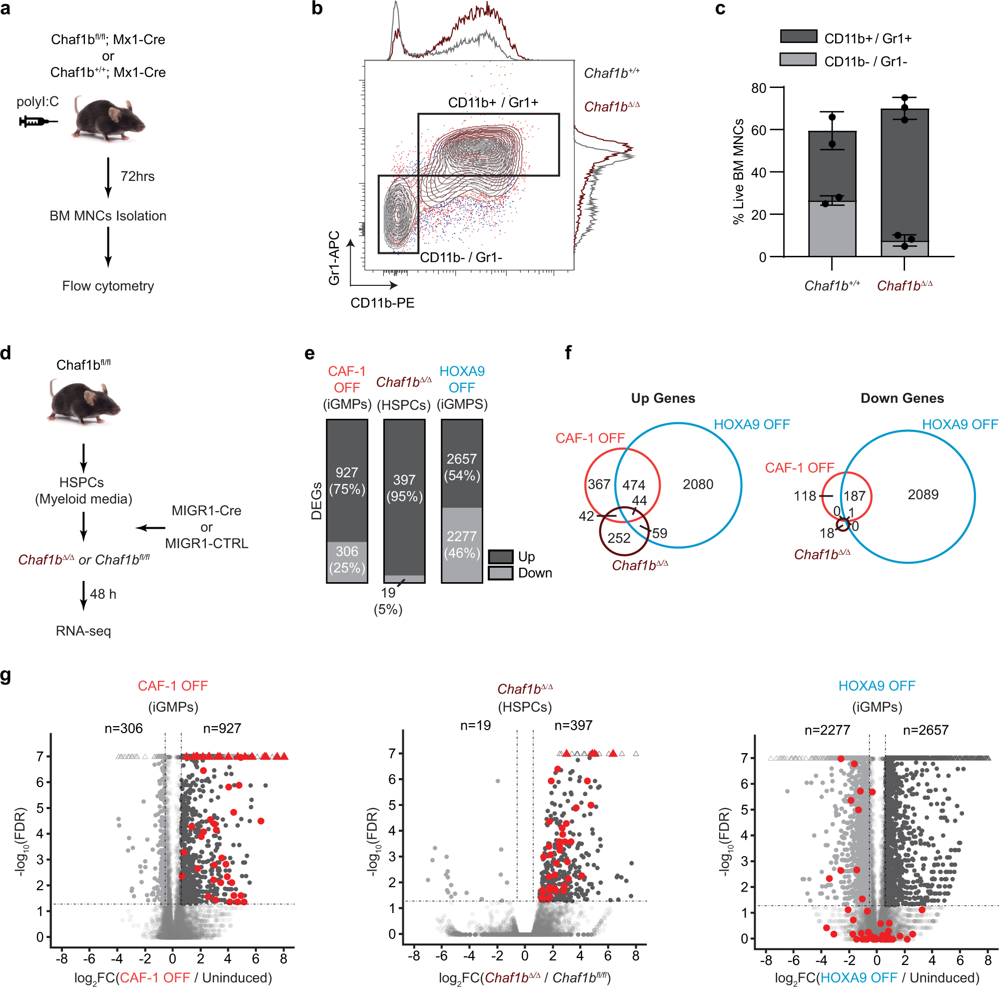 Fig. 4: CAF-1 depletion induces myeloid differentiation in vivo and a mixed-lineage transcriptional signature in HSPCs.