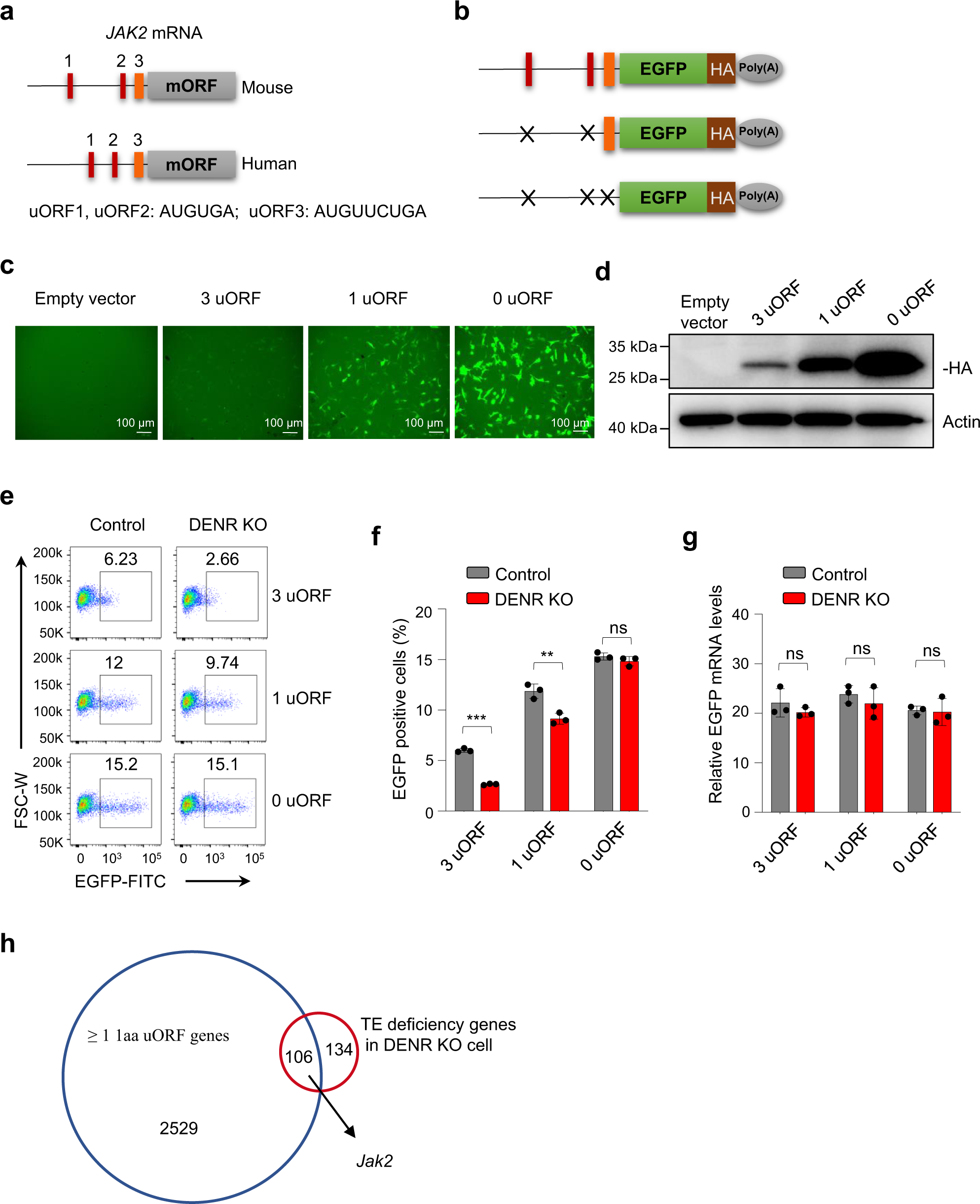 Fig. 4: DENR regulation of the translation of JAK2 is dependent on three uORFs.