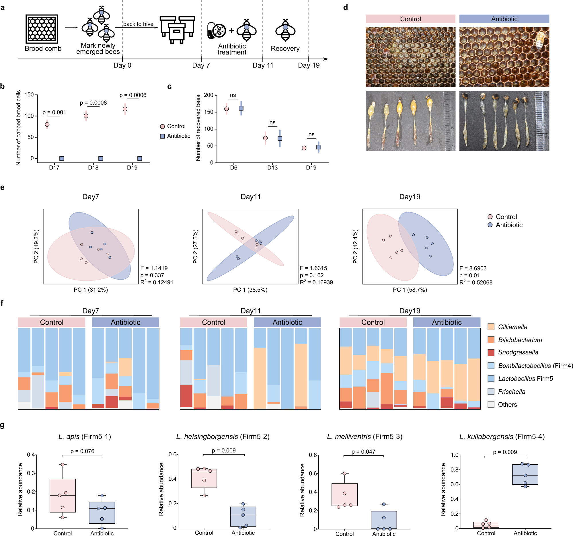 Honeybee Gut Lactobacillus Modulates Host Learning And Memory Behaviors Via Regulating Tryptophan Metabolism Nature Communications Honeybee Gut Lactobacillus Modulates Host Learning And Memory Behaviors Via Regulating Tryptophan Metabolism Nature Communications